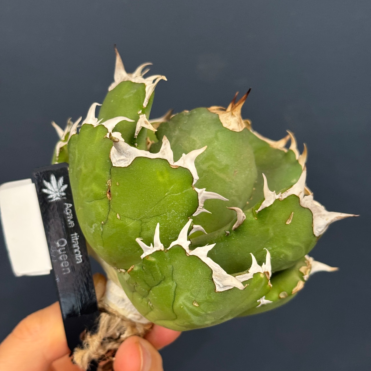 アガベ　チタノタ　クイーン【1089】