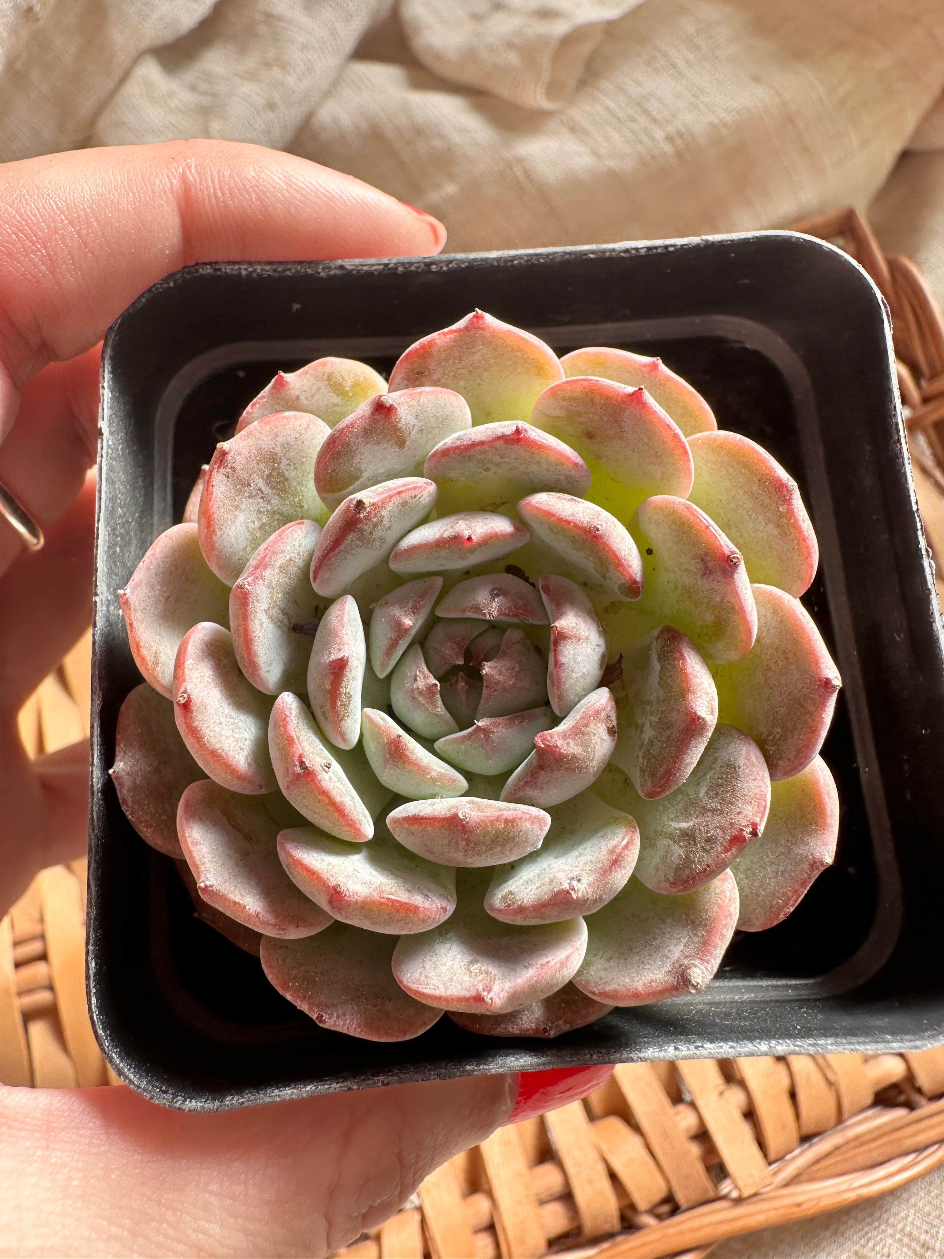 パエリア エケベリア22個 0924-K027 マグパイ ブリッジ 多肉植物 カット苗 寄