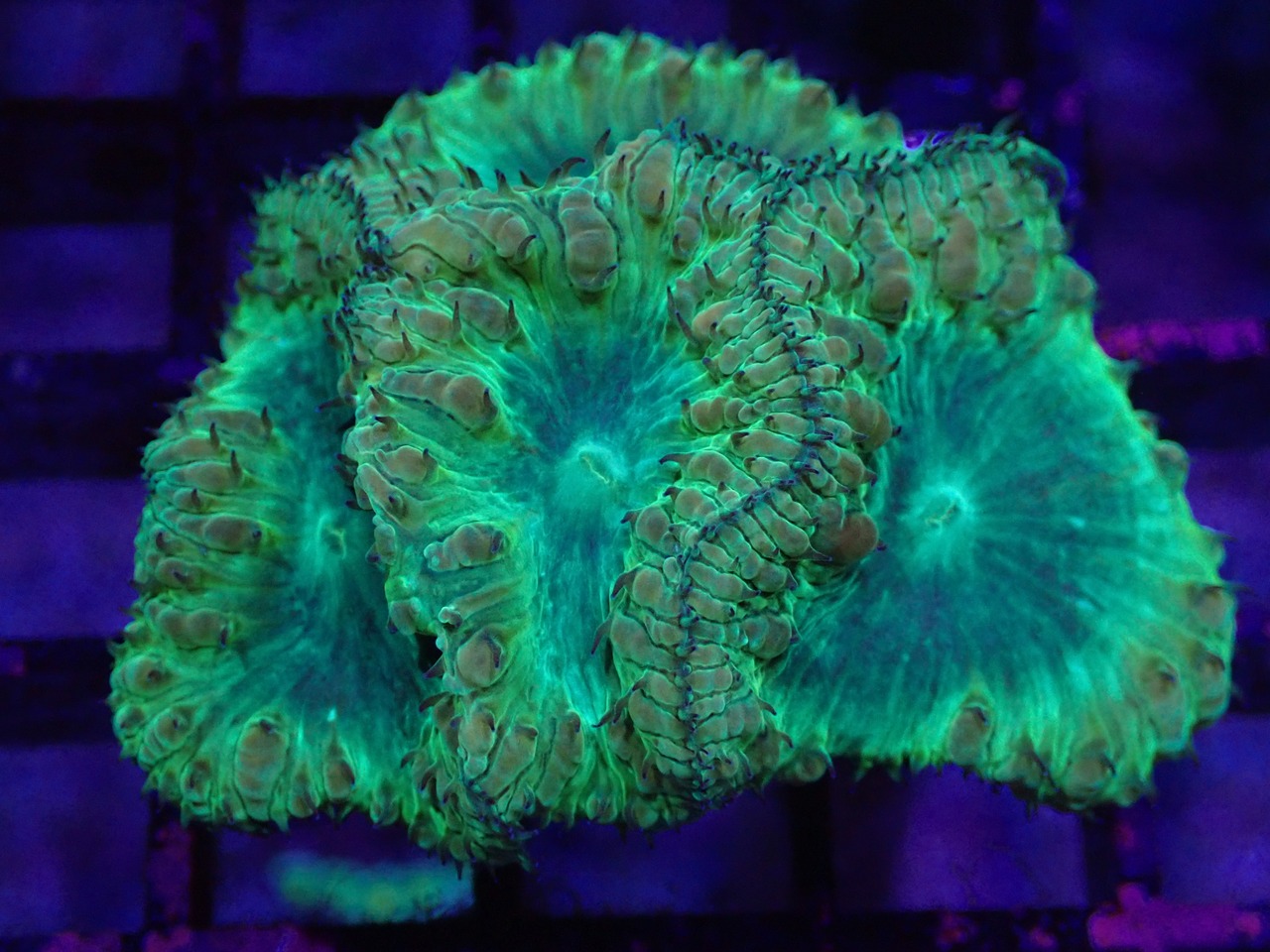 【一ヶ月熟成】Blastomussa Yellow 4