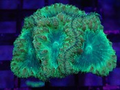 【一ヶ月熟成】Blastomussa Yellow 4