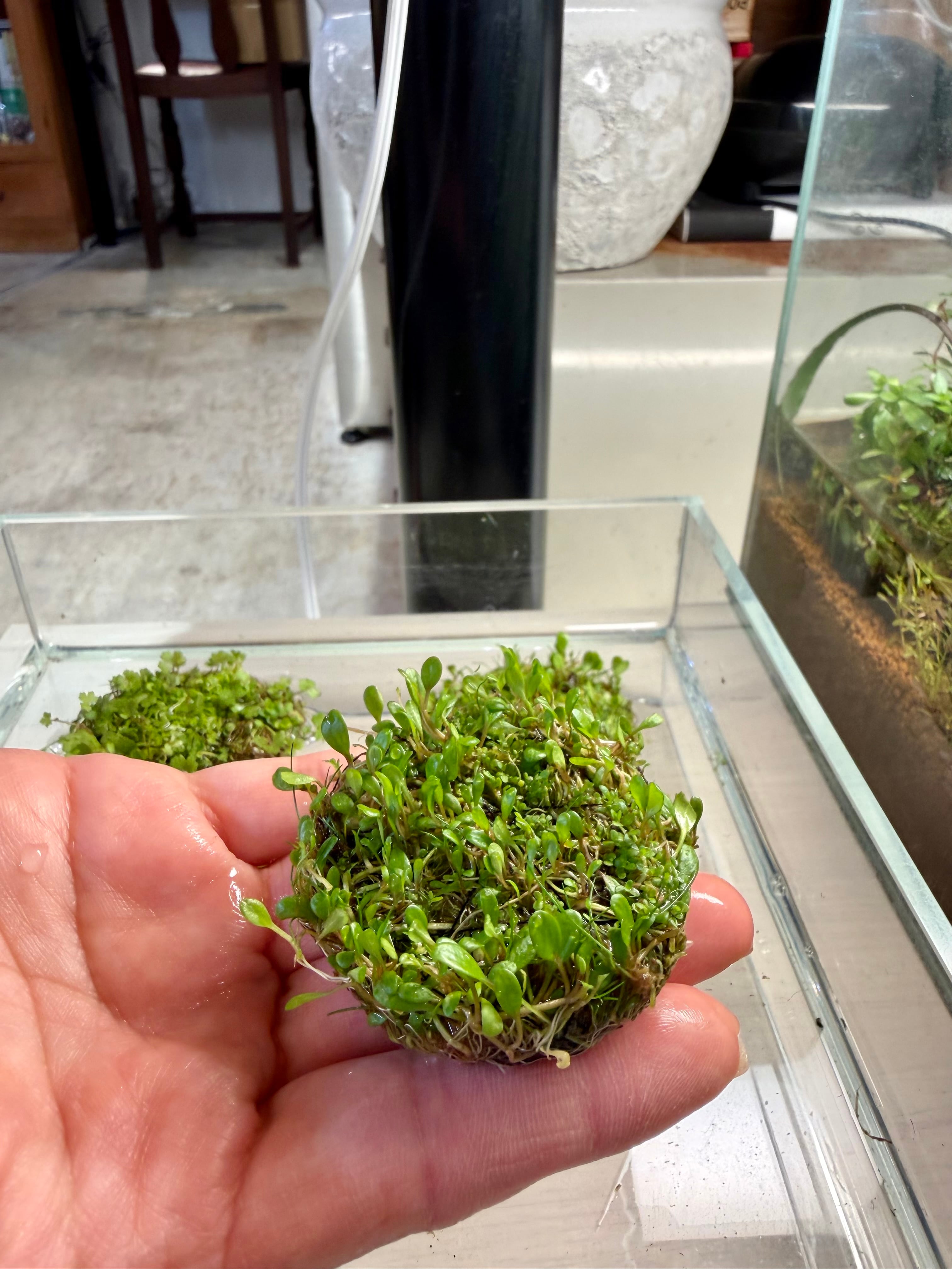 ADA】10月3日！ADA侘び草下草ミックス！直径5センチ（写真の現物配送