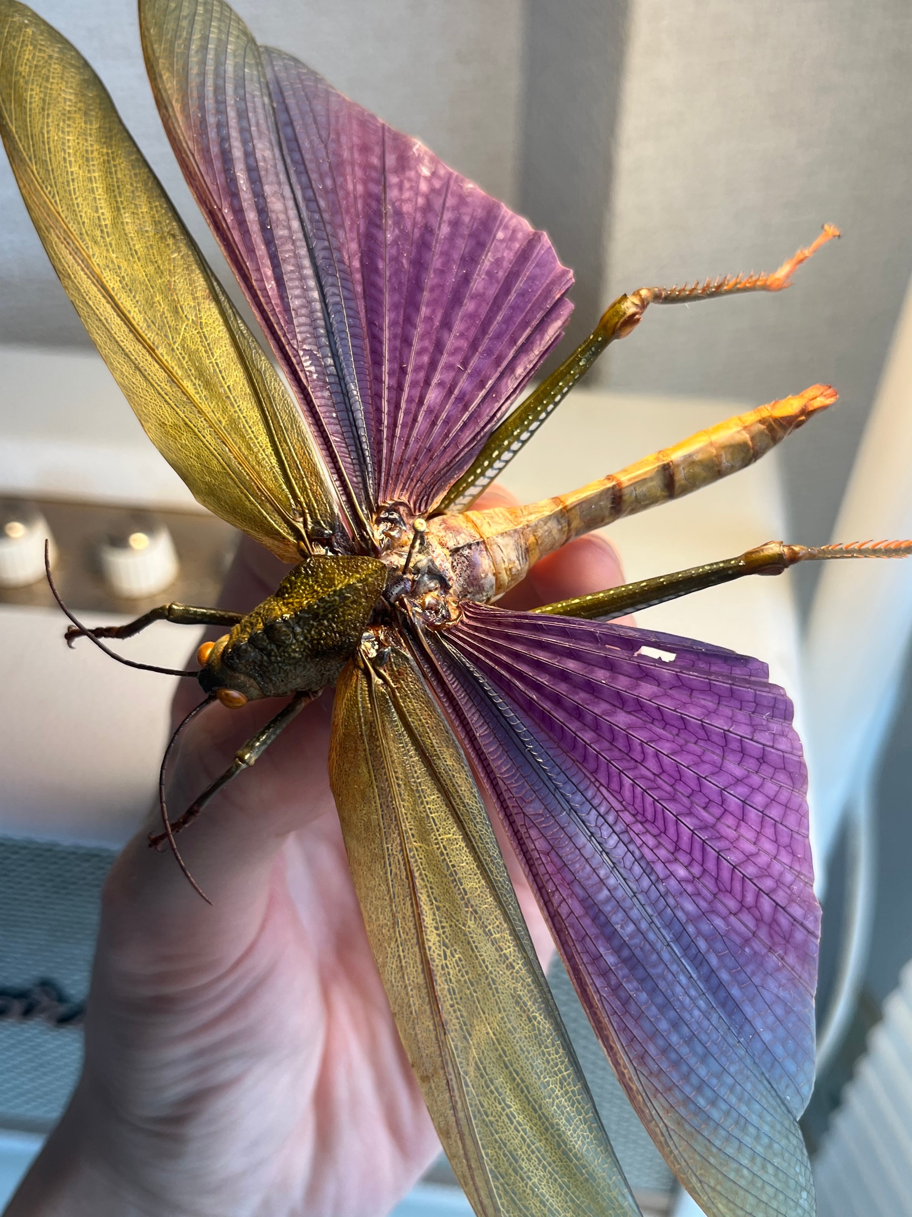 飛蝗最大級】シタムラサキオオバッタ 昆虫標本 直翅類 カマキリ