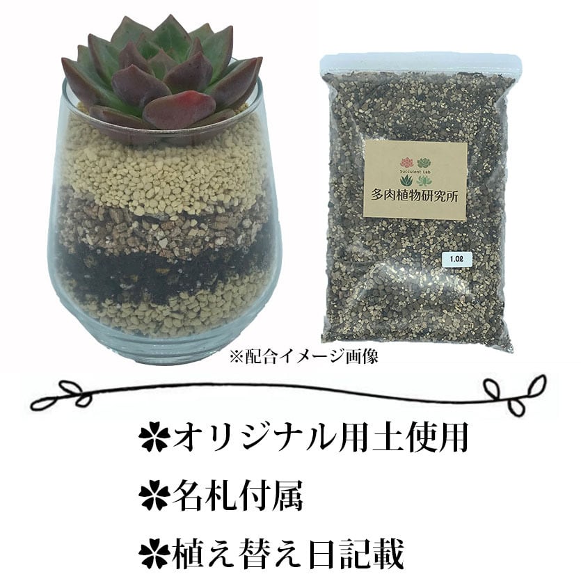 現物商品 月影群生 Echeveria Elegance 多肉植物研究所