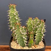 【新着3日限定10%OFF】ユーフォルビア ノベリー【535】