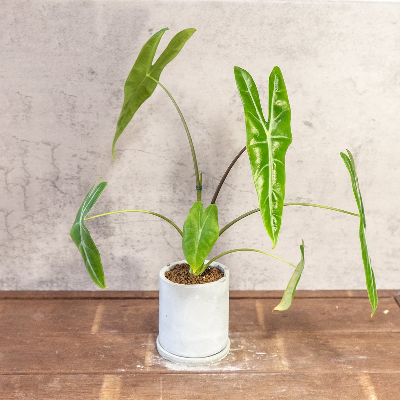 アロカシア・ロンギロバ｜凹凸のある葉面とスリムなフォルムが美しい観葉植物【手作りモルタル鉢仕立て】