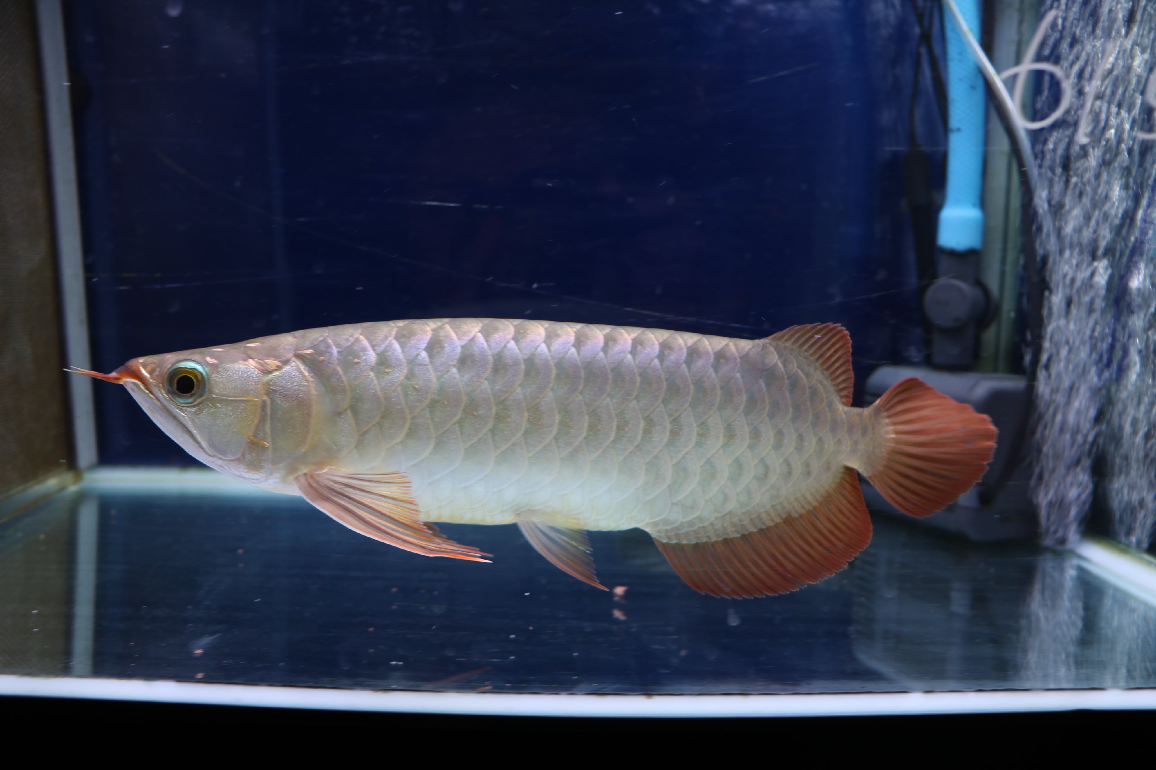 アロワナ(紅龍) | アロワナ等の大型魚・熱帯魚のオンライン販売店