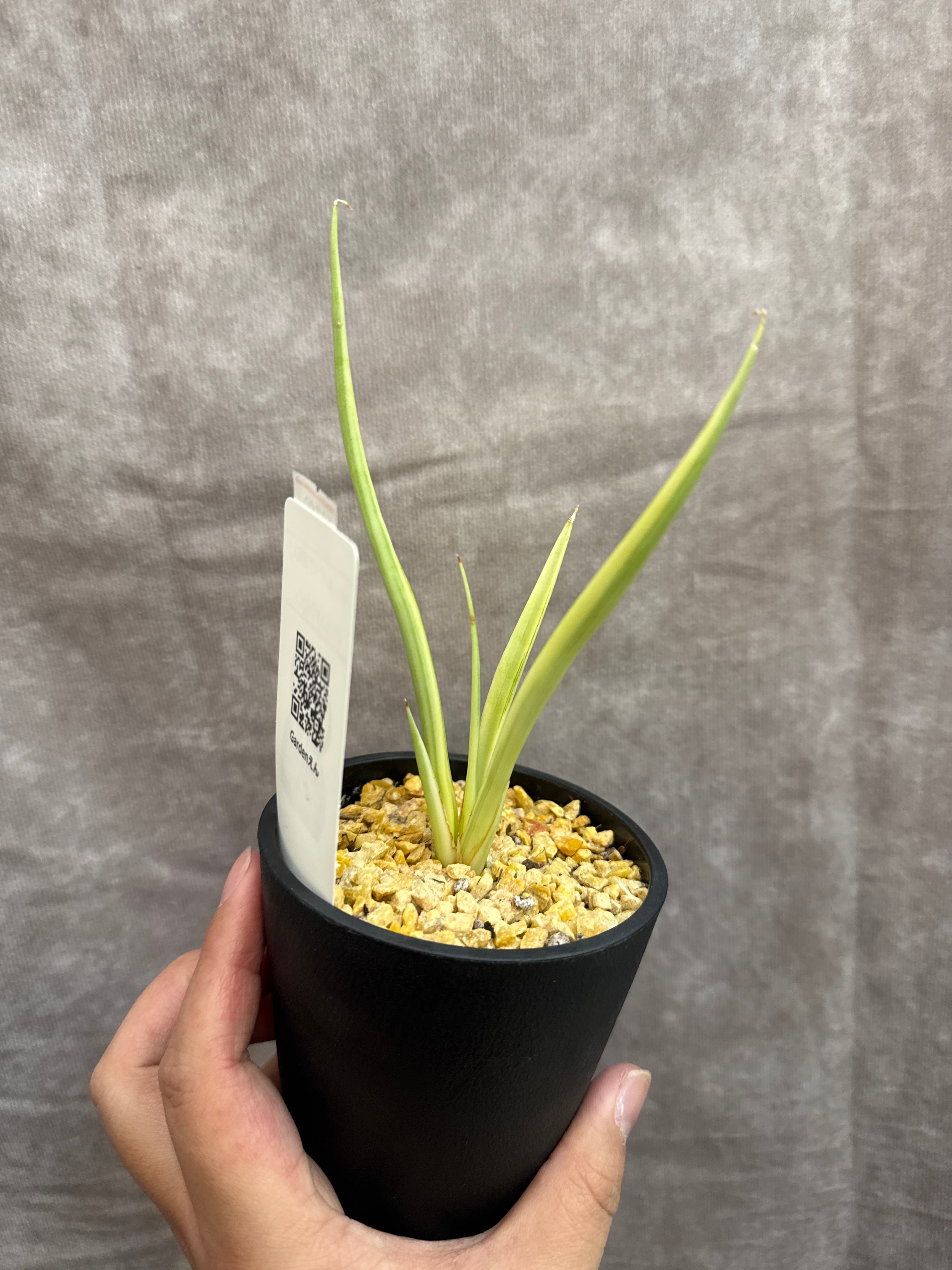 希少！ サンスベリア 'variegated' 