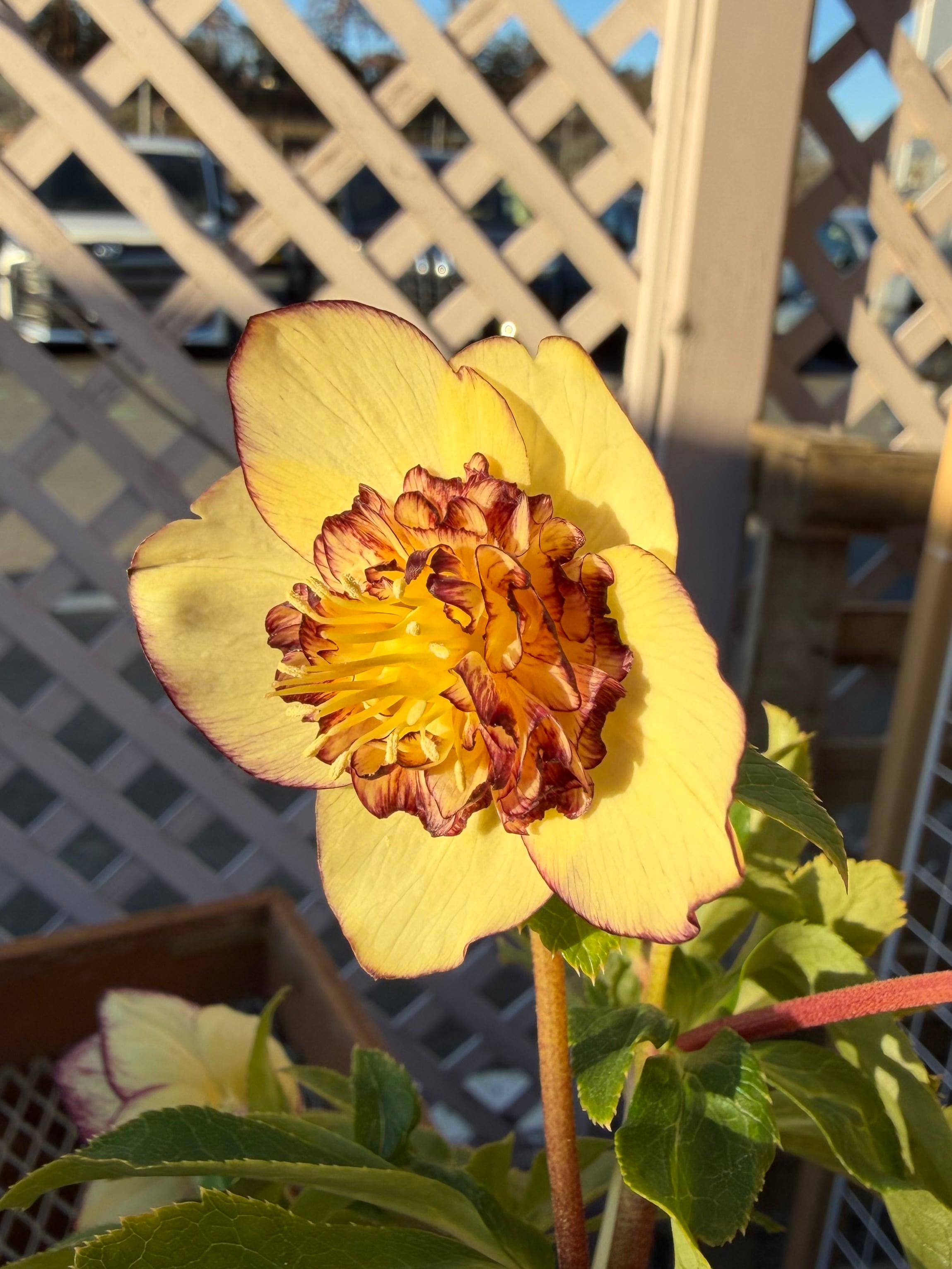 モーリー系バナナゴールド多弁sd 加藤農園 クリスマスローズ【Ka96