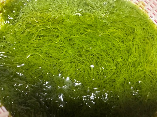 【予約分】徳島県産 天然岩もずく（500g）｜春だけの希少な味わい