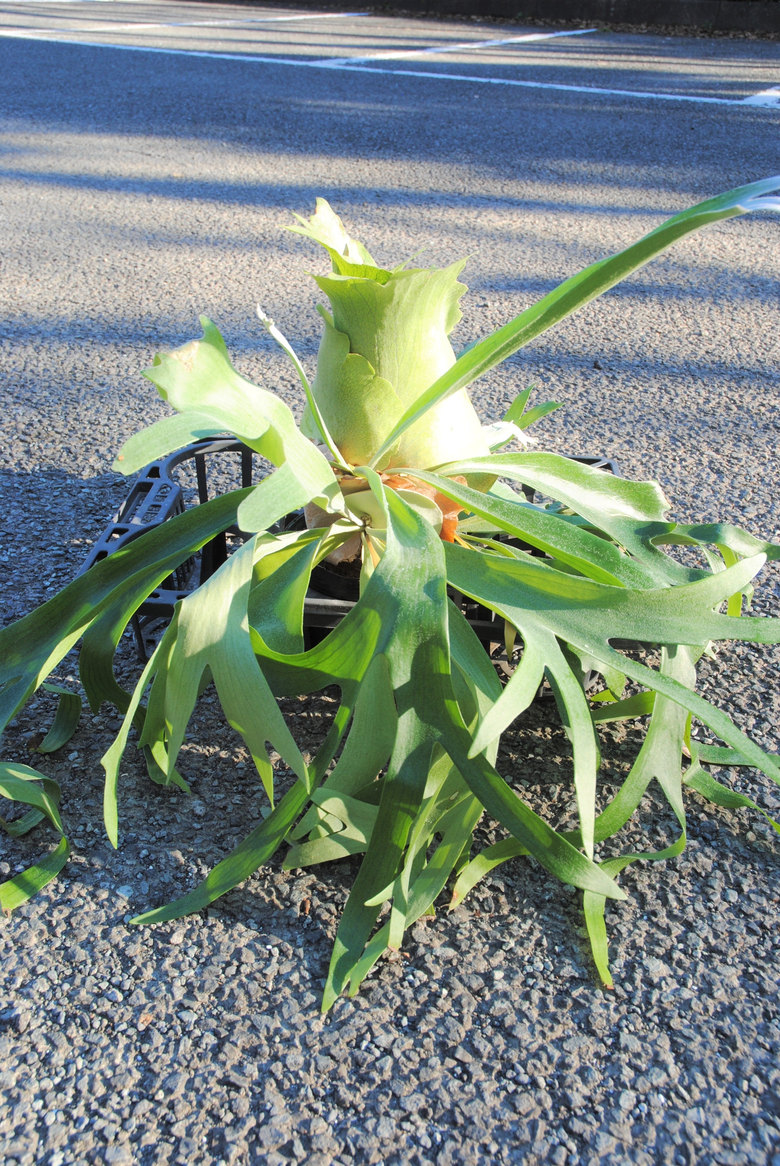 Platycerium alcicorne ビカクシダ アルシコロネ 1 | plants MARU