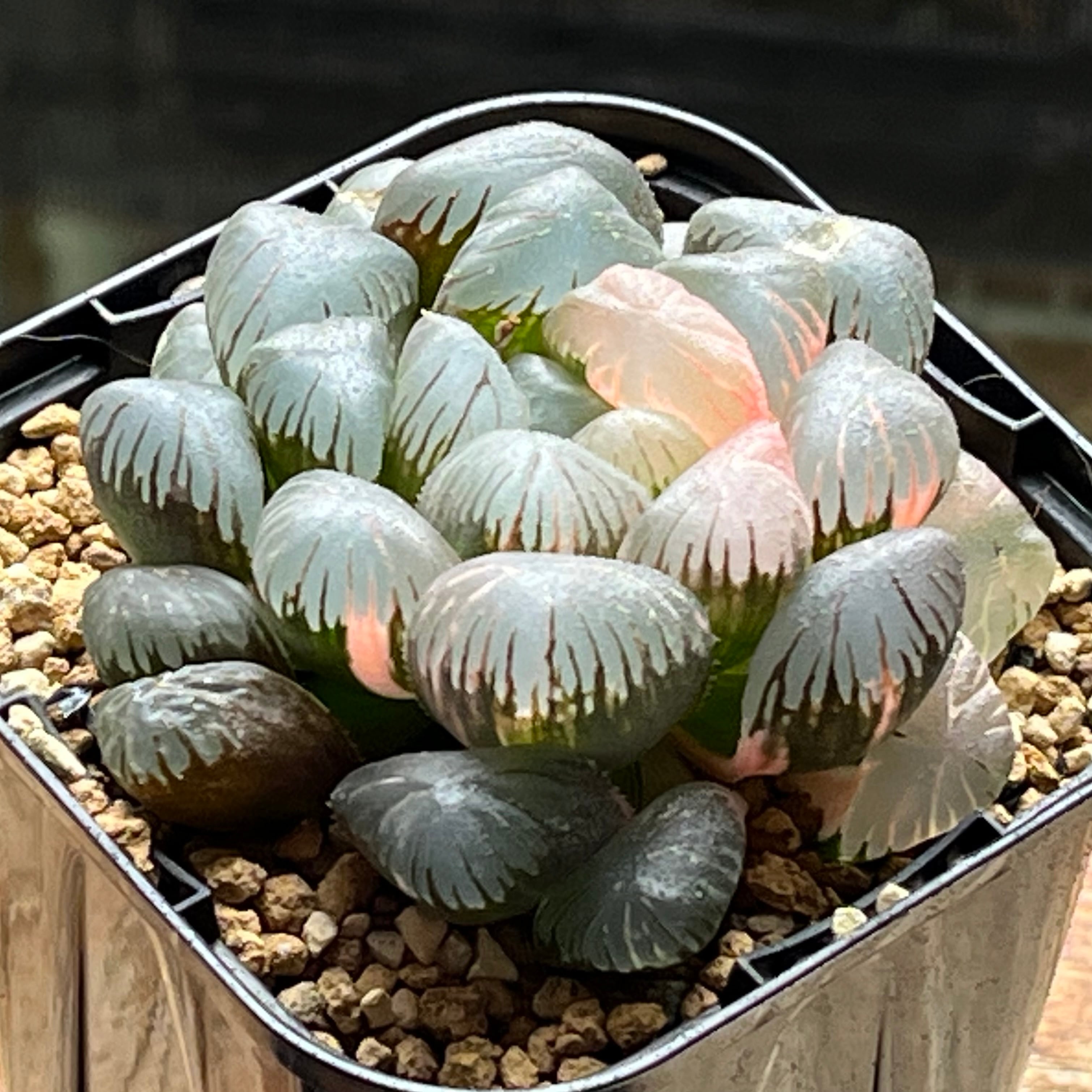 mocono_plants