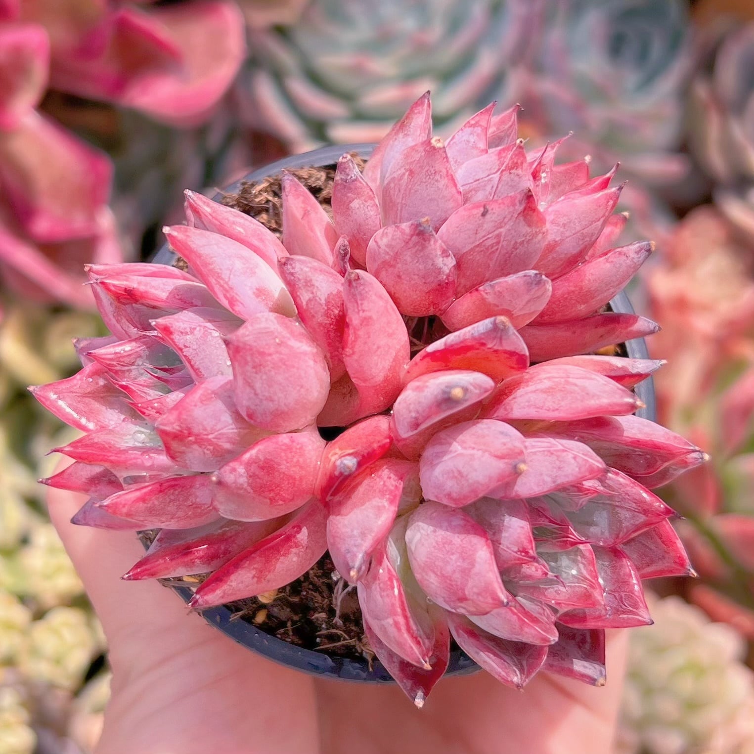 現物　ブラックスワン#862   群生　るる農園