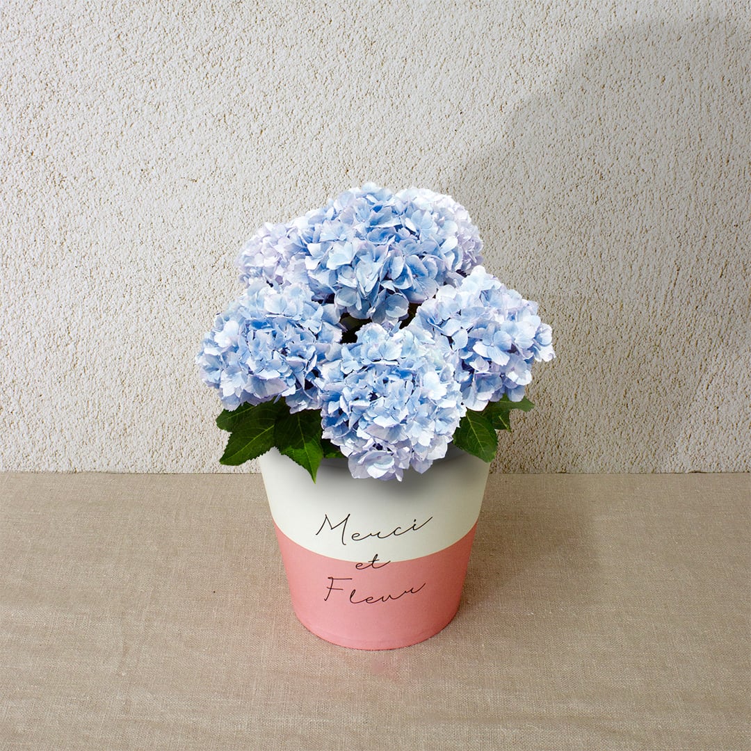 早割10%OFF【2026 Mother's Day HP₋8 アジサイ鉢植え(シルクサファイア/4寸)】母の日|鉢植え|母の日ギフト|母の日 アジサイ|