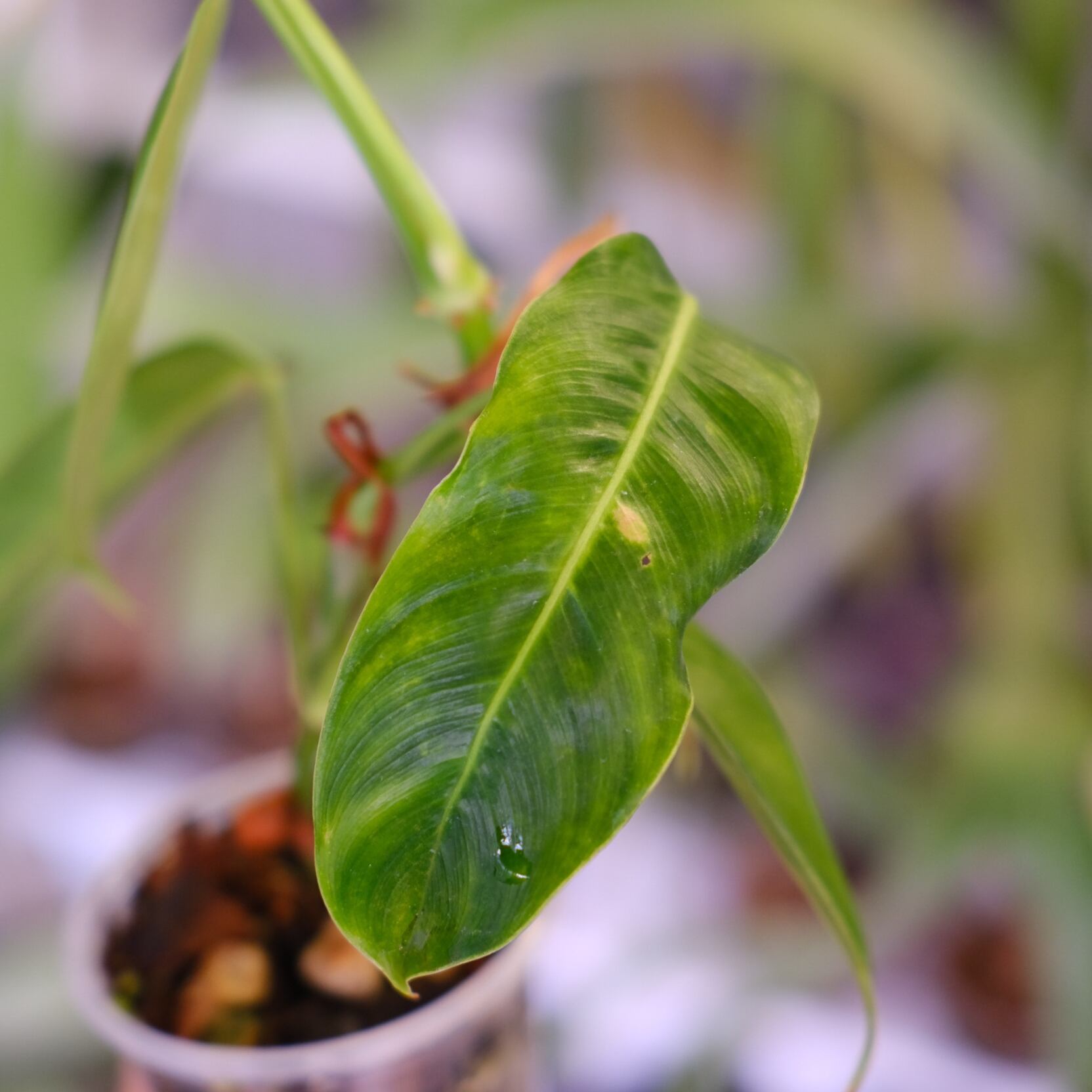 フィロデンドロン パトリシアエ│Philodendron patriciae│観葉植物