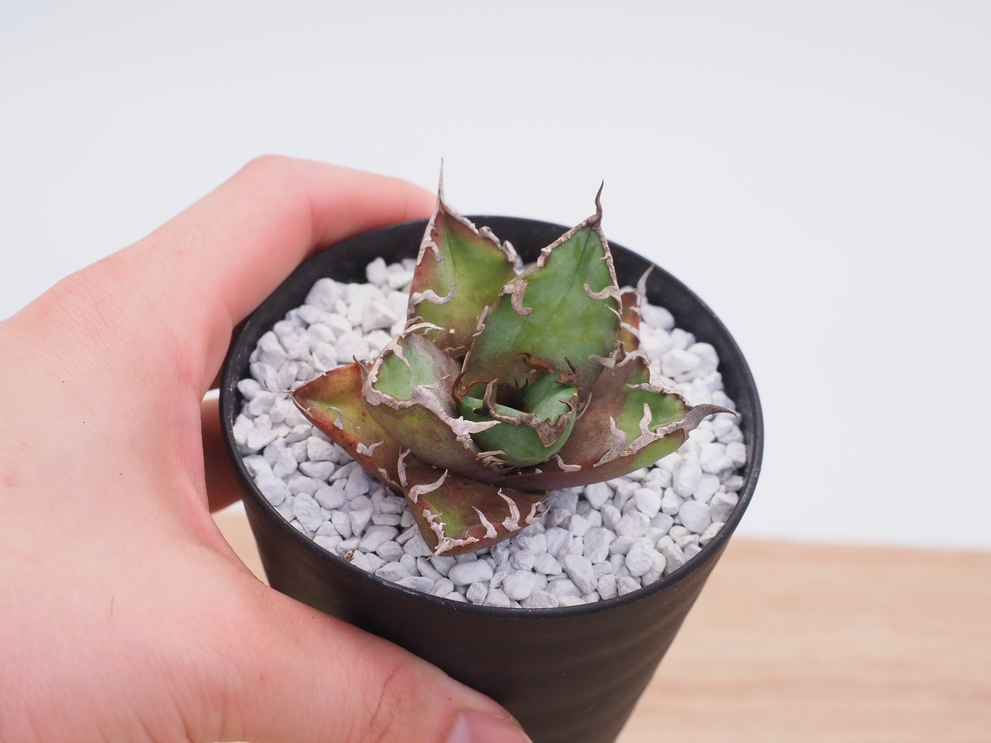 アガベ 羽毛　フェザー　5号鉢 アガベ 羽毛 フェザー 5号鉢