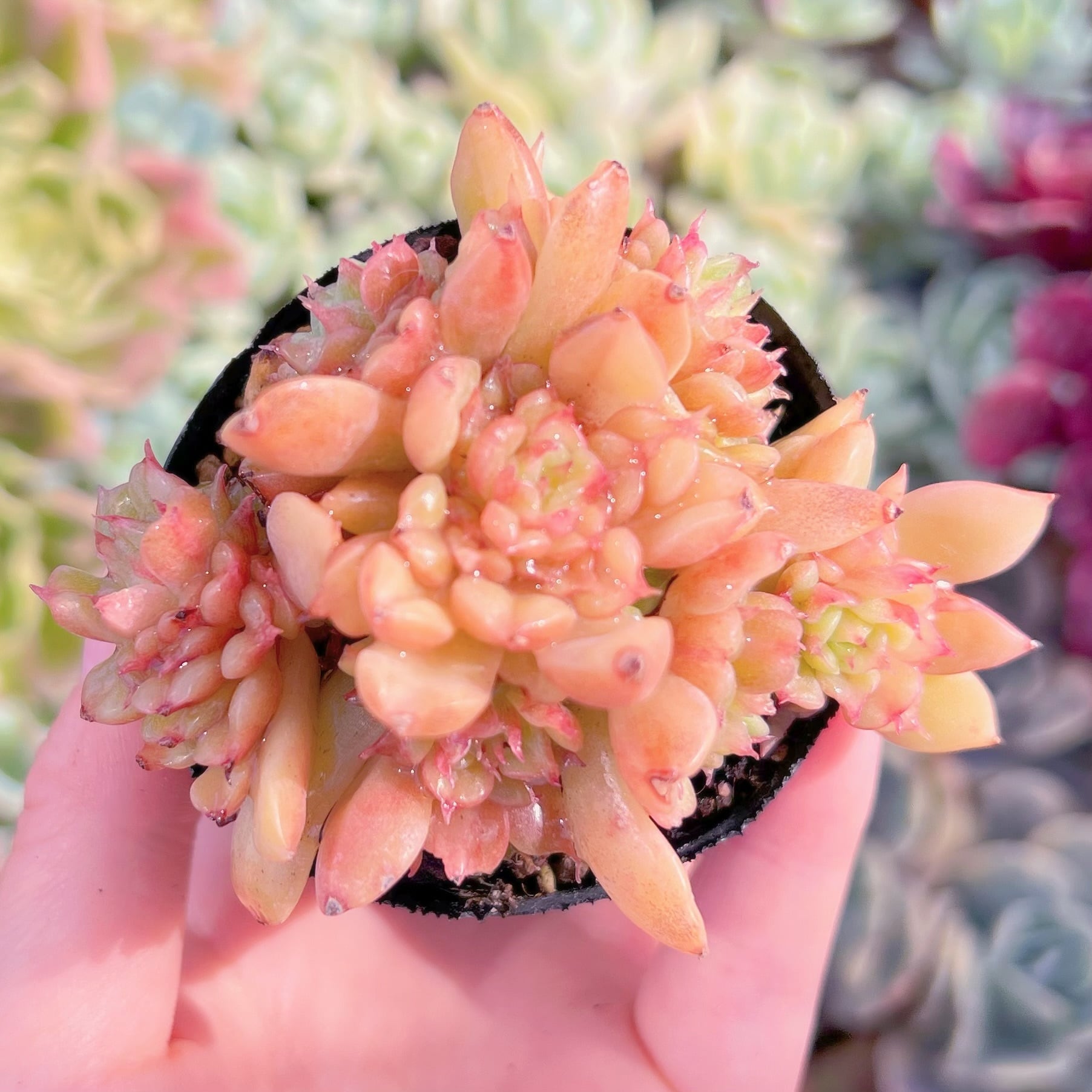 現品　テスラ#B66　群生　るる農園