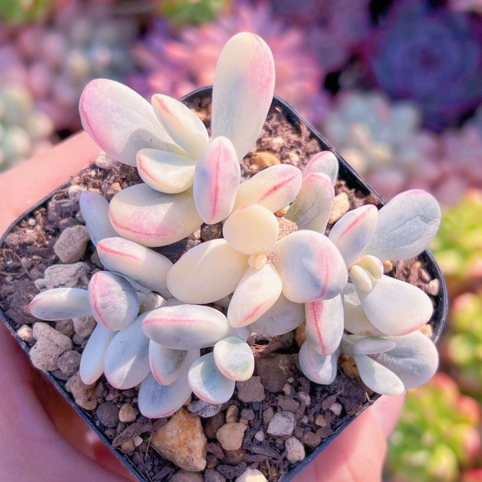 現品　達磨福娘錦#601   るる農園