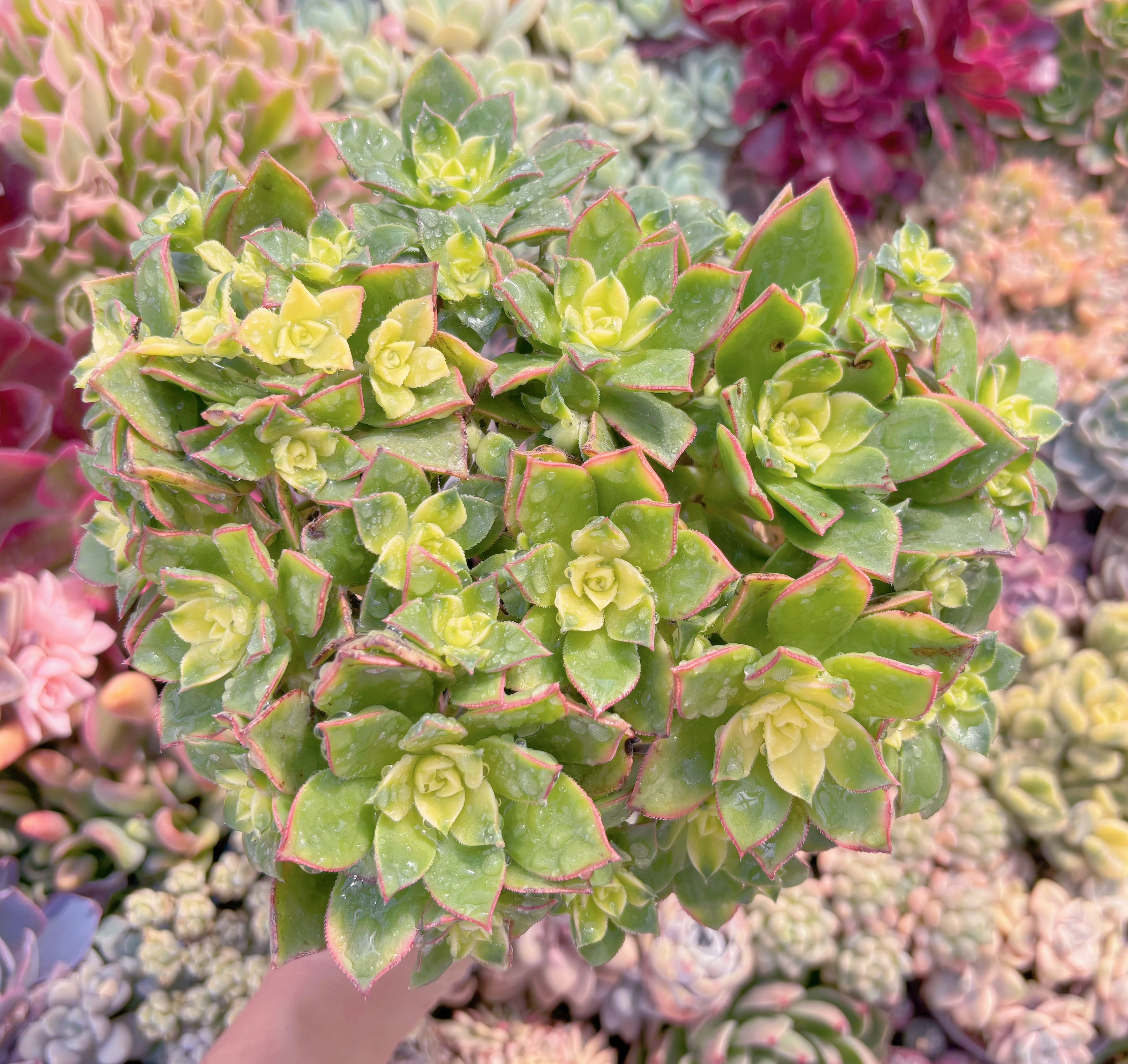 現品　艶日輝#C22　大群生　新入荷　るる農園