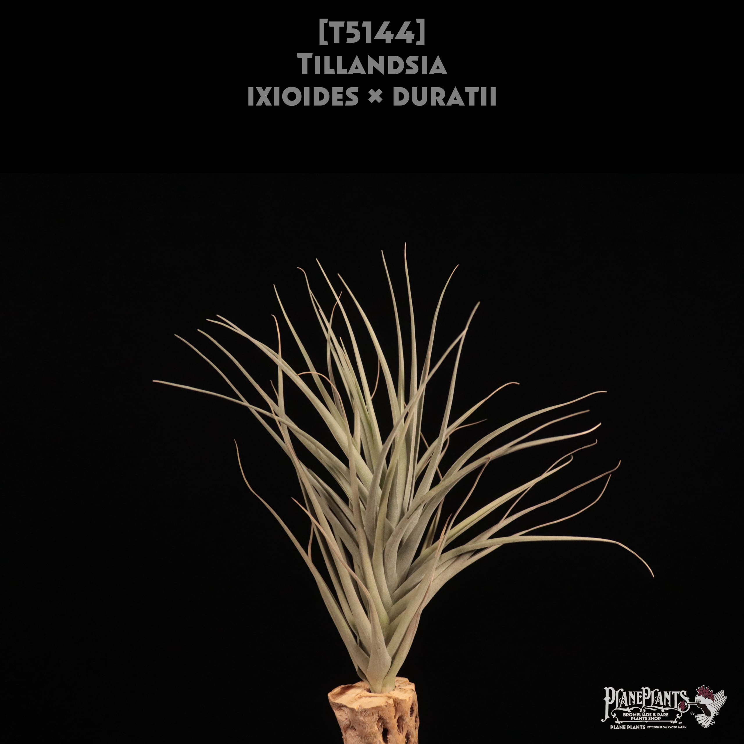 【reserved】ixioides x duratii〔エアプランツ〕現品発送T5144