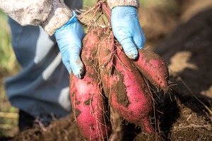 紅はるか 3kg "さつまいも"