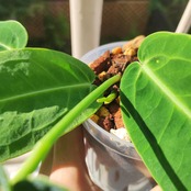 アンスリウム ワロクアーナム/Anthurium warocqueanum②