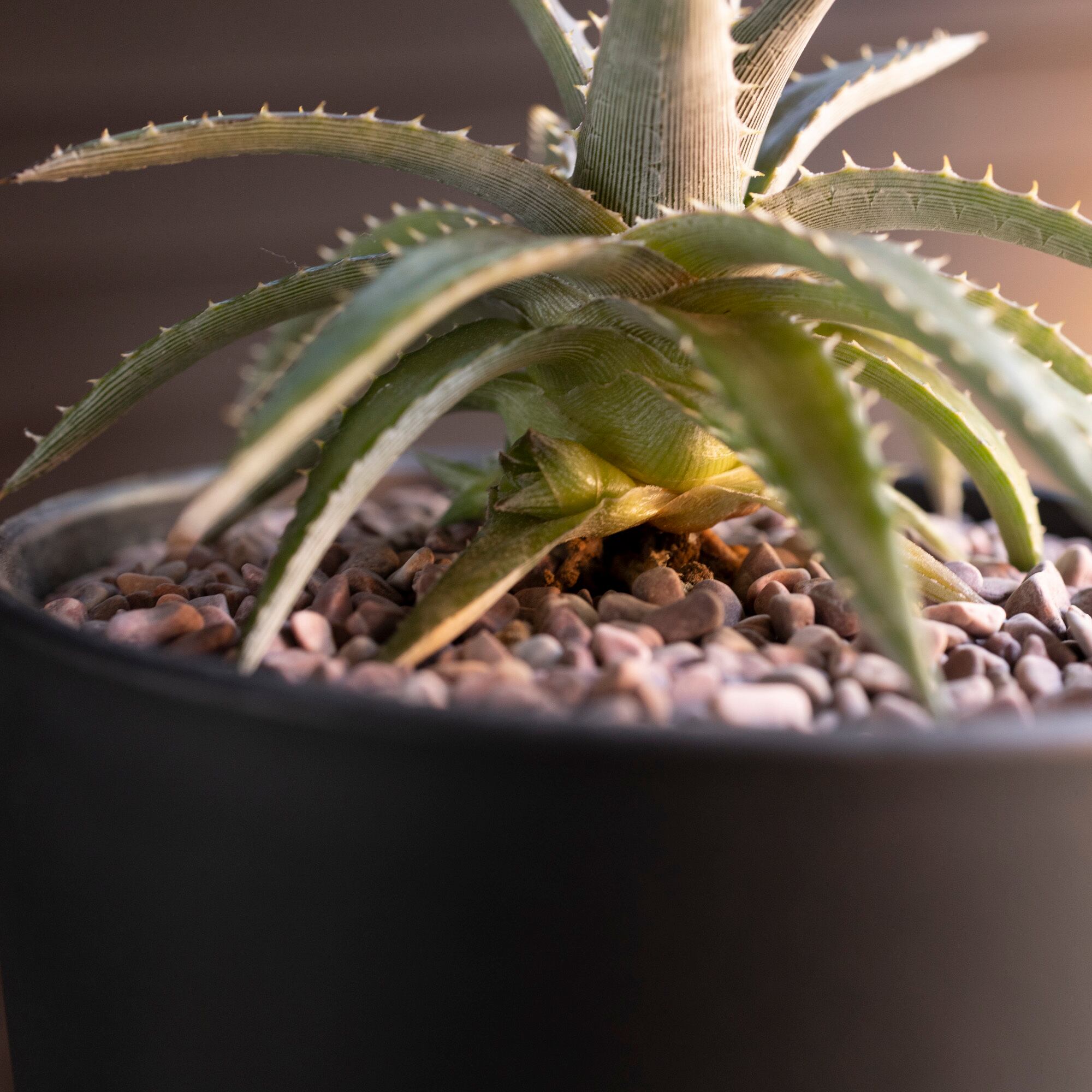 Dyckia ディッキア ハイブリッド 交配種 子株付き 多肉植物 サボテン