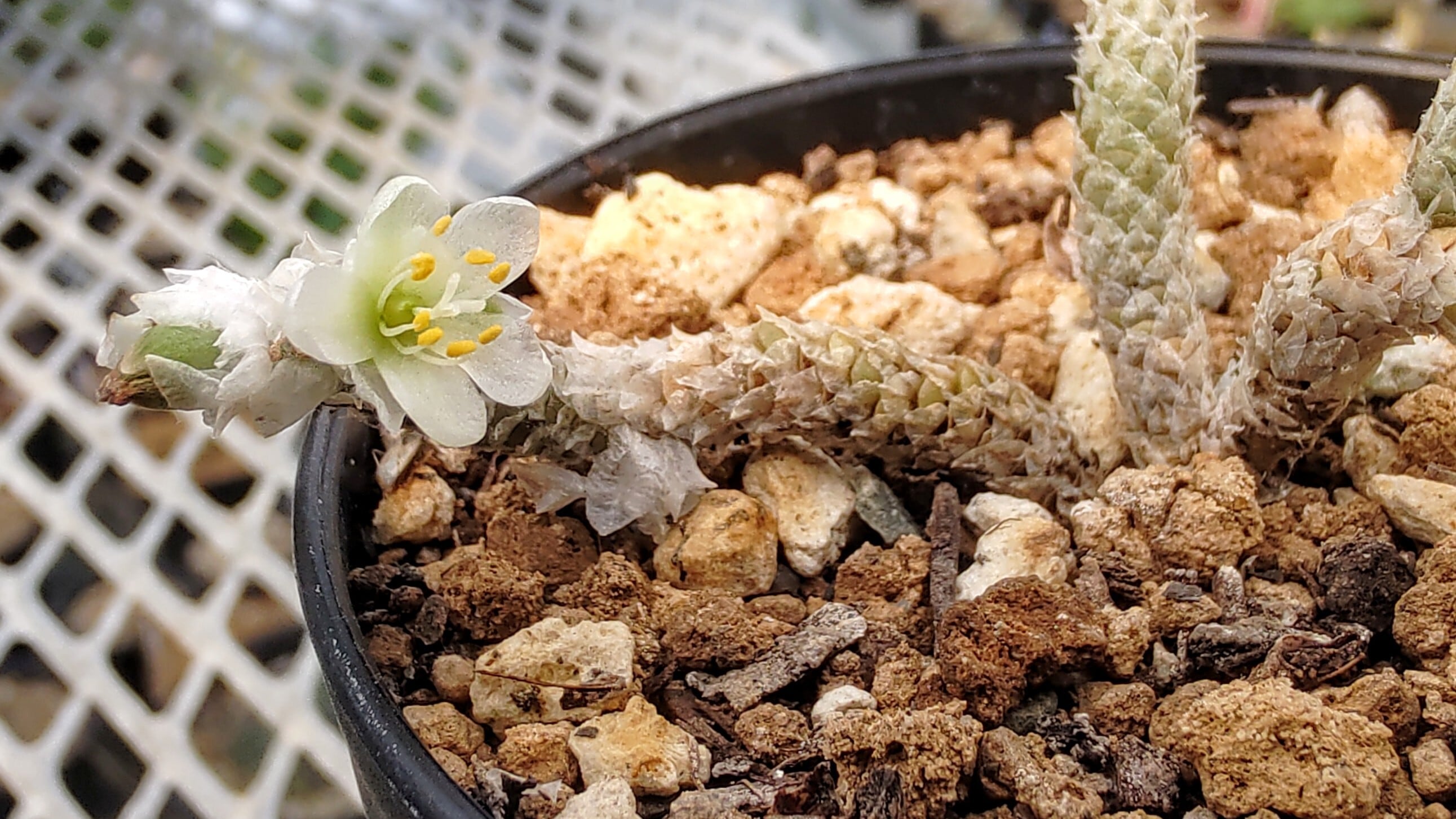 種子(少量パック)/15粒】Avonia herreana (Numees, RSA)/アボニア