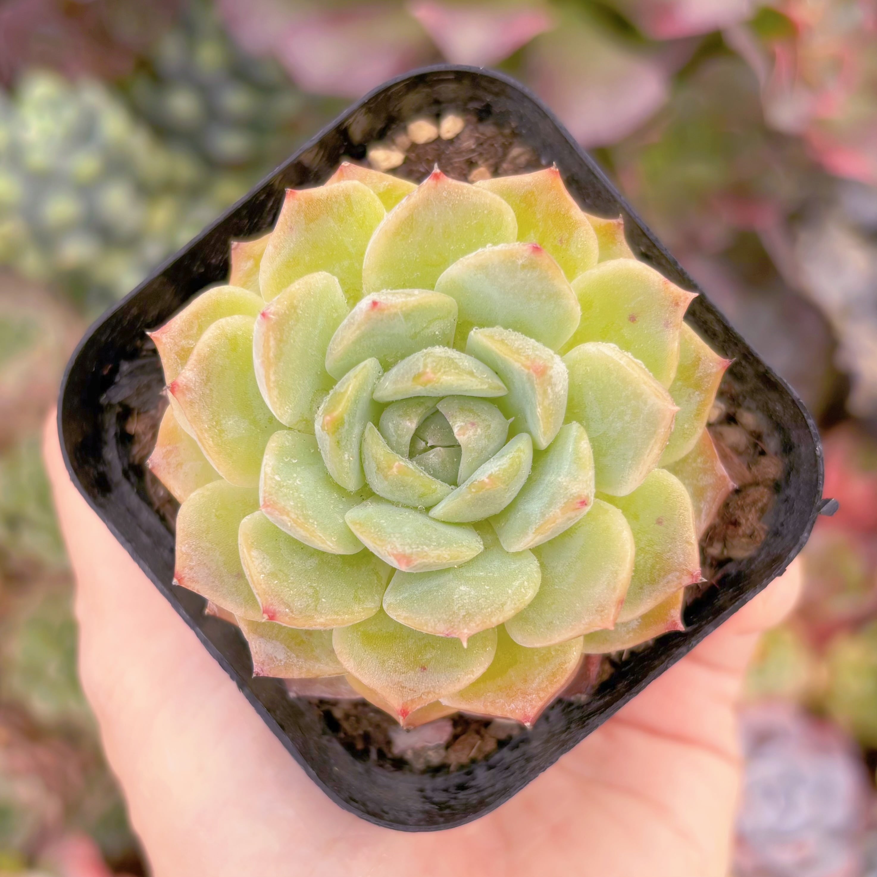 現品 アイスベビー#K009 るる農園 | るる農園~多肉植物専門