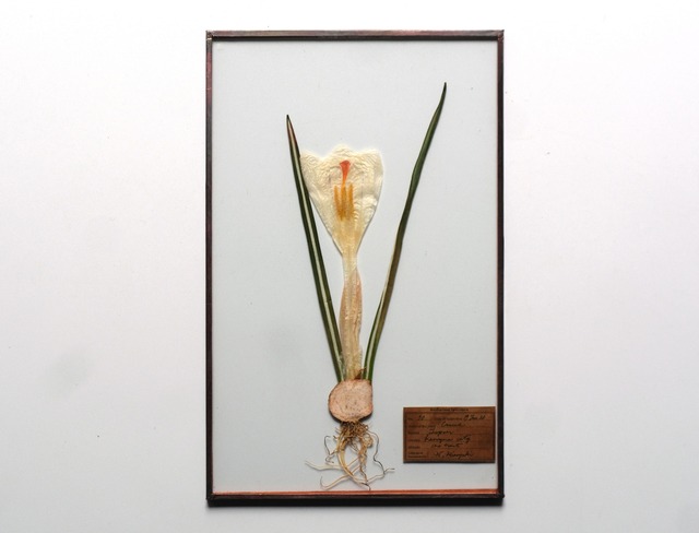 [ガラス・球根Fair]  クロッカスのガラス標本 4