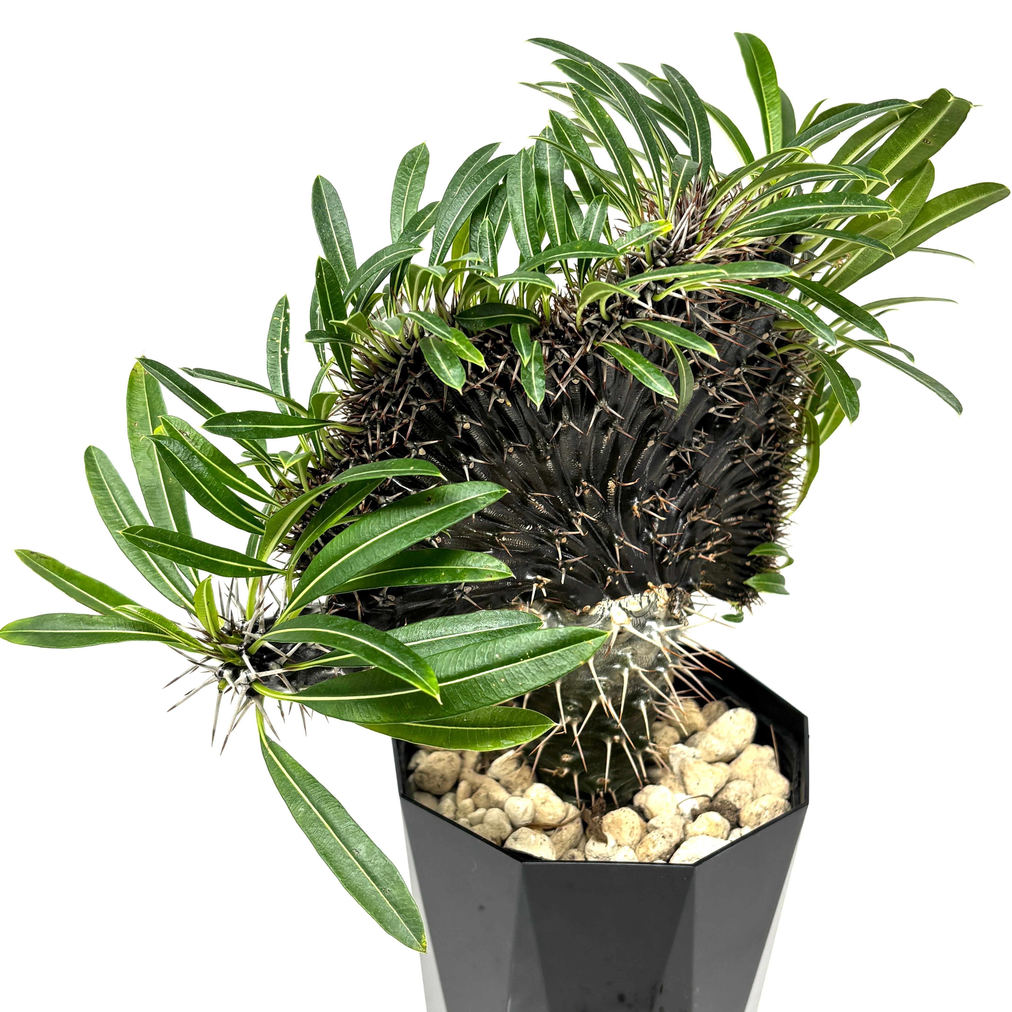 パキポディウム ラメリー 綴化【918】 | PROTOLEAF プロトリーフ