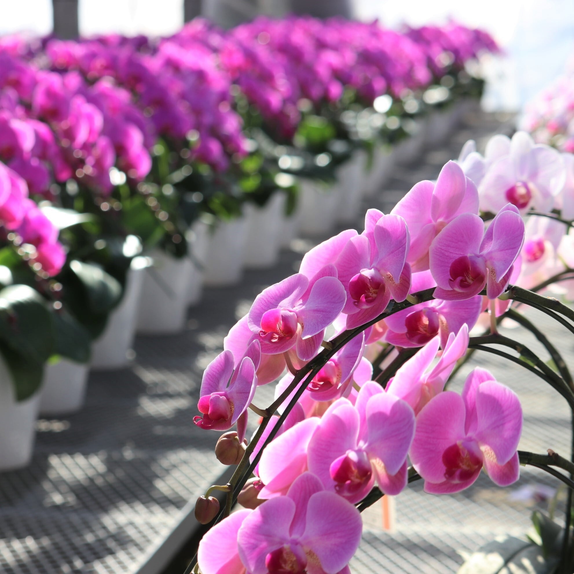 胡蝶蘭 御歳暮 ギフト お祝い 叙勲 就任祝い ミディ「ルパン」 2本立