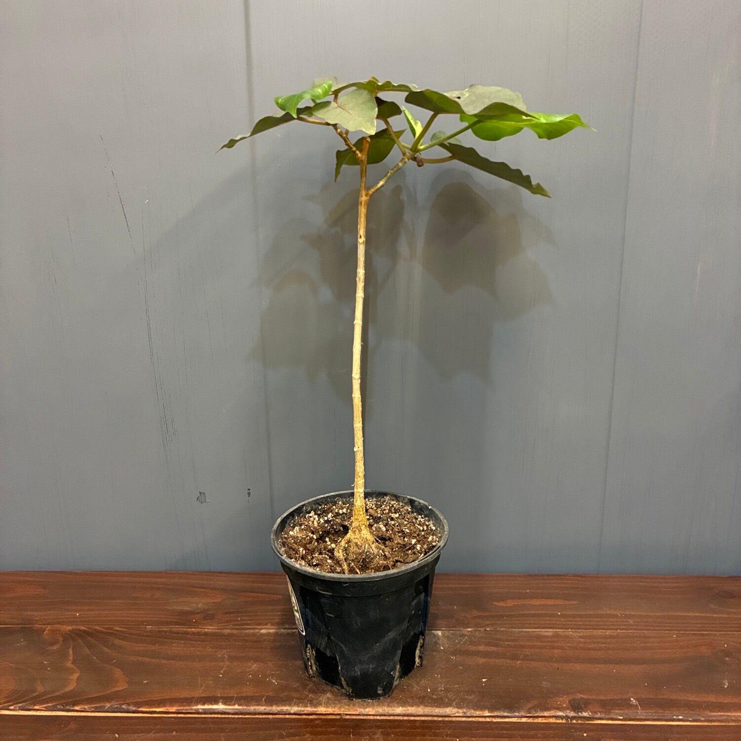 新着3日限定10%OFF】フィカス ペティオラリス【760】 | PROTOLEAF