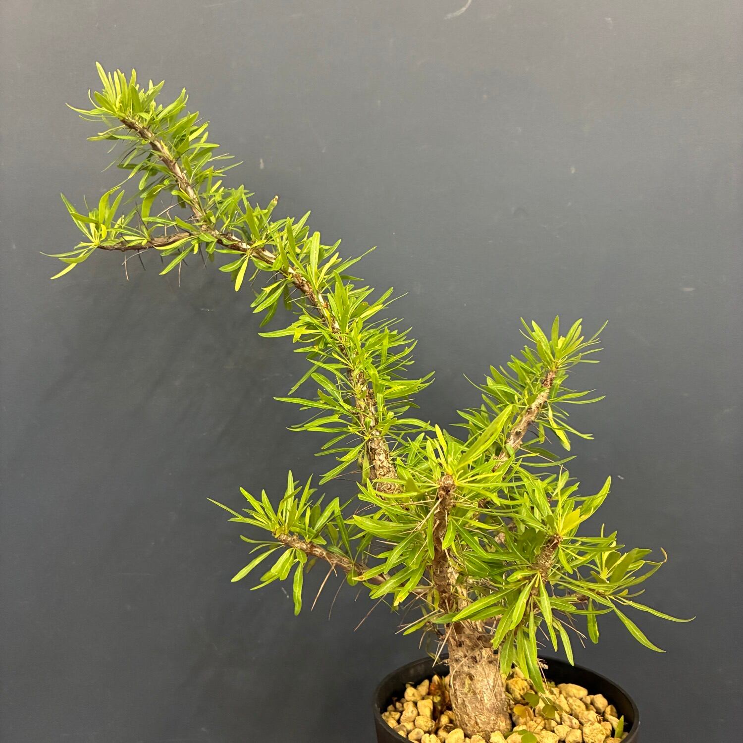6966 「実生」フォークイエリア プルプシー塊根植物・多肉植物