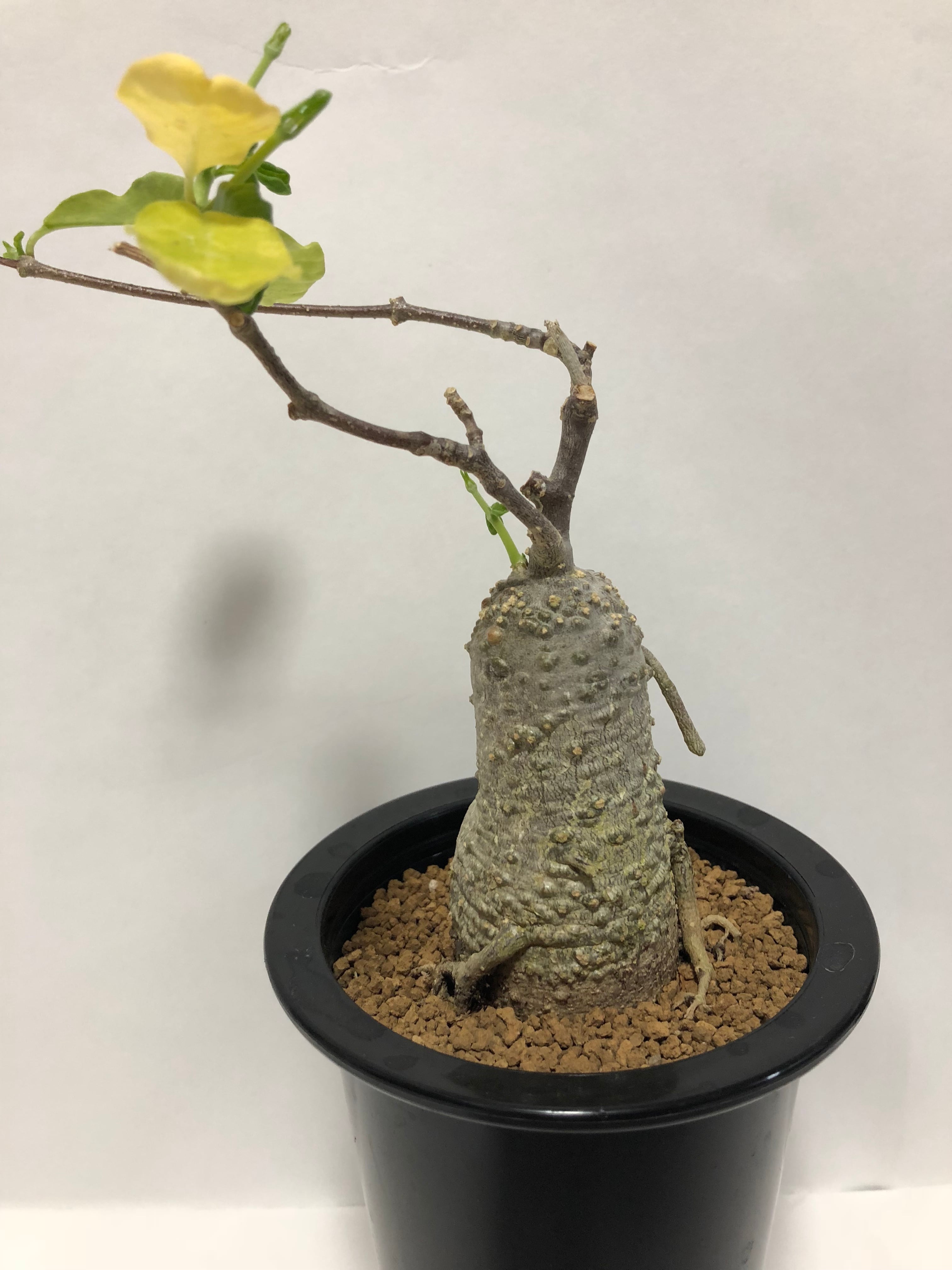 Fockea edulis フォッケア・エデュリス 火星人 塊根植物 コーデックス