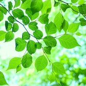 Nature Pulse|ルームスプレー 30ml