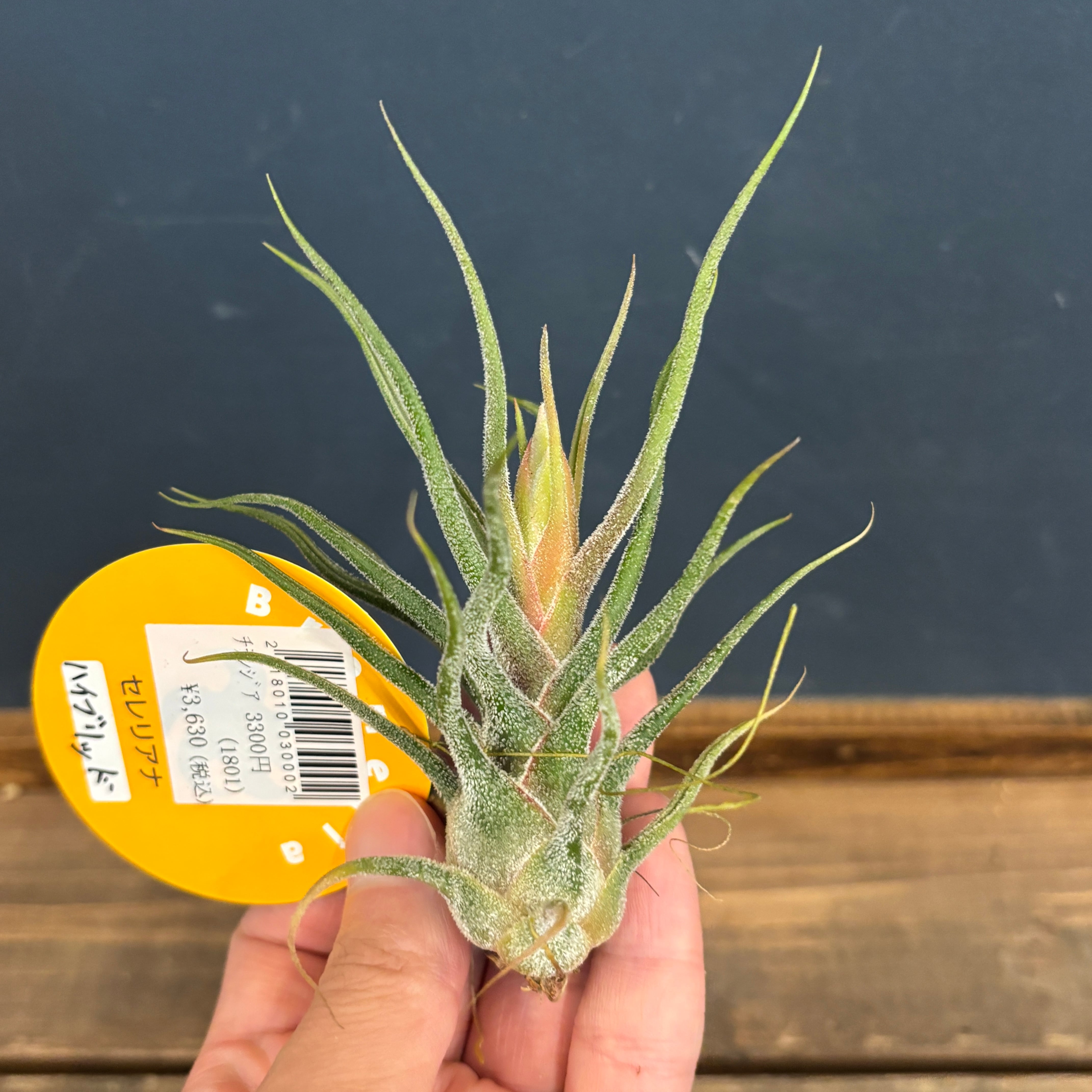 チランジア セレリアナ ハイブリッド【22】