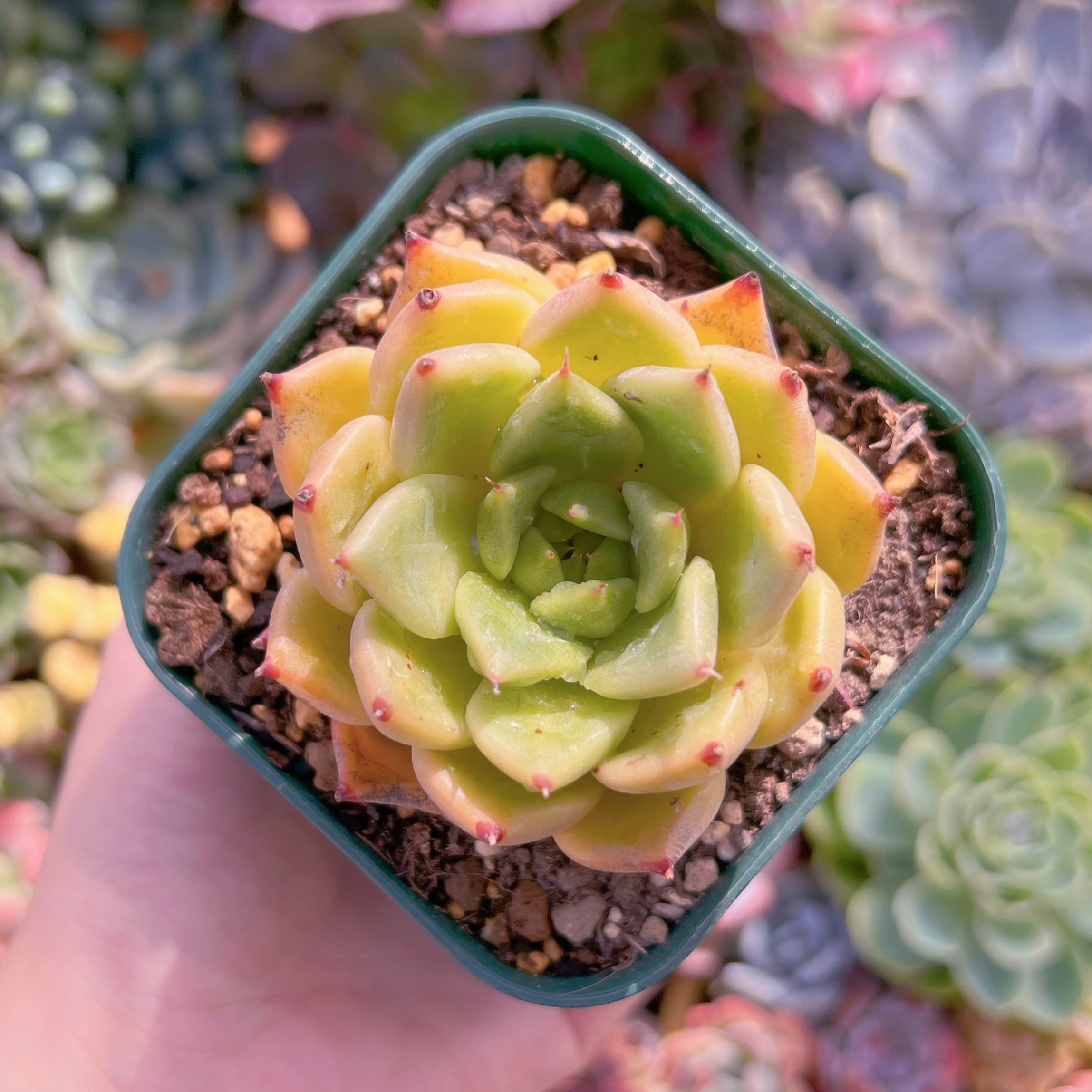 現品　ハロウィン#267　るる農園