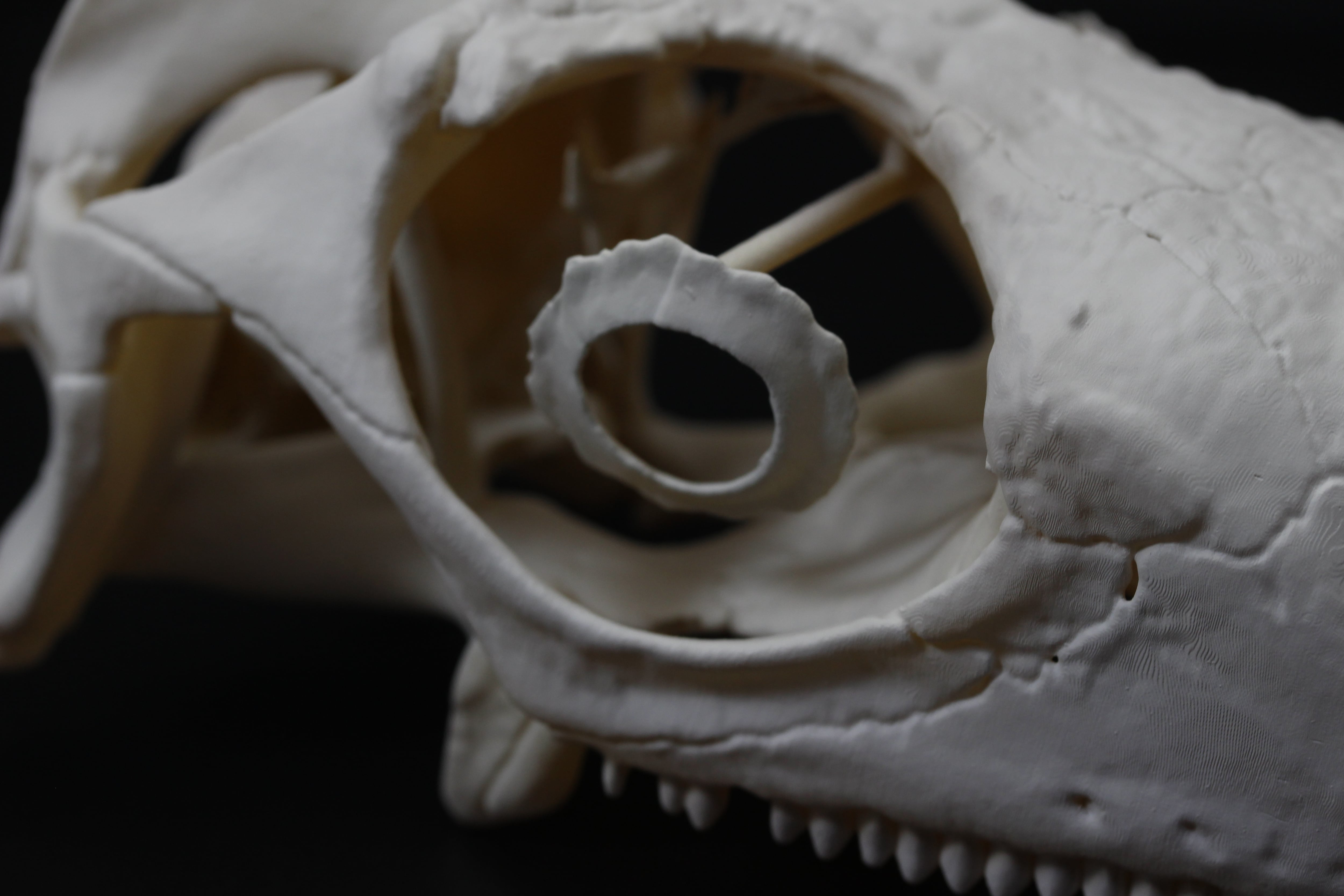 グリーンイグアナ 拡大頭骨レプリカ 【2倍拡大】 | アンフィ合同会社