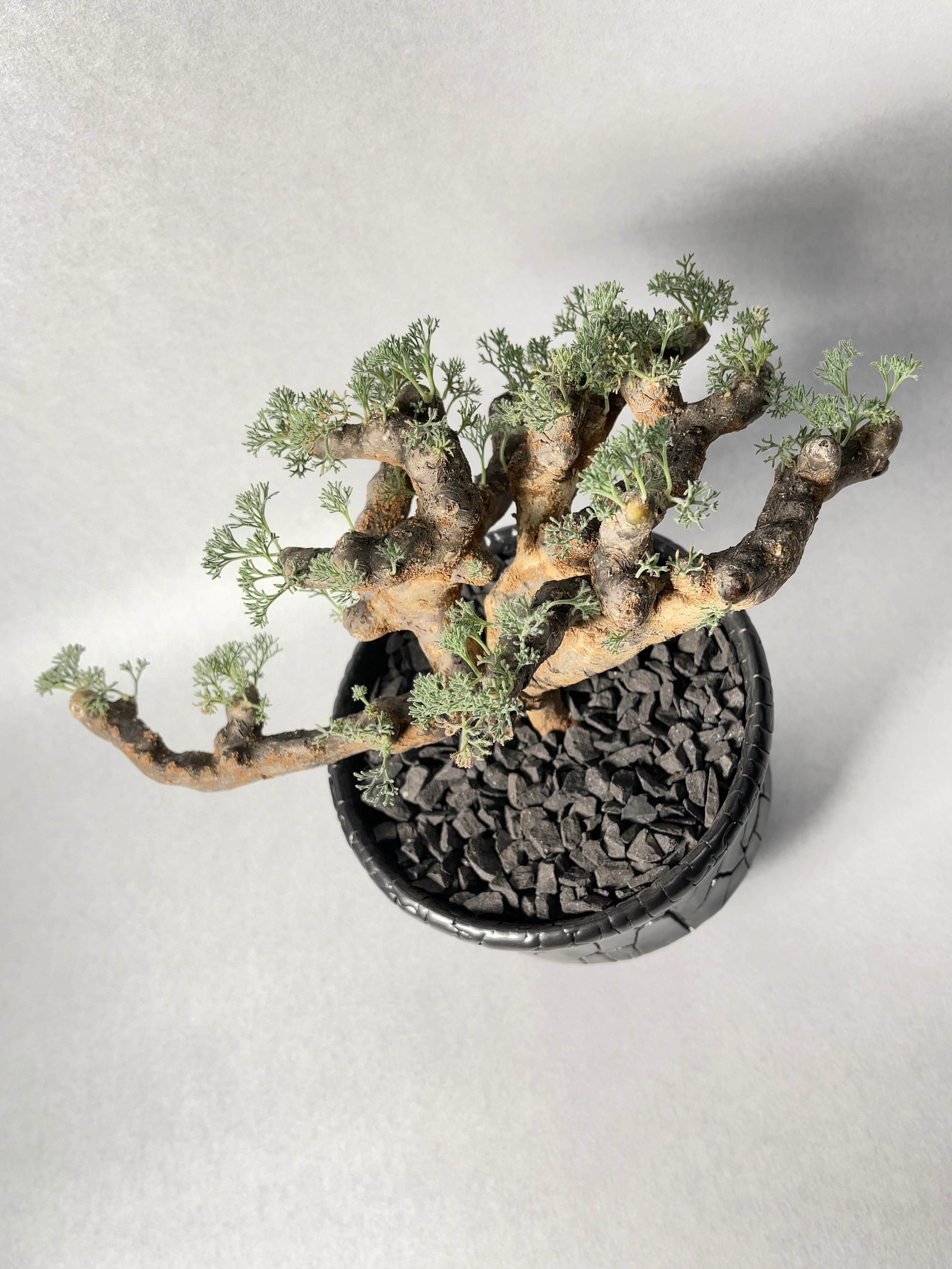 サルコカウロン　ムルチフィズム 250826 25 Sarcocaulon multifidum【サルコカウロン・ムルチフィズム