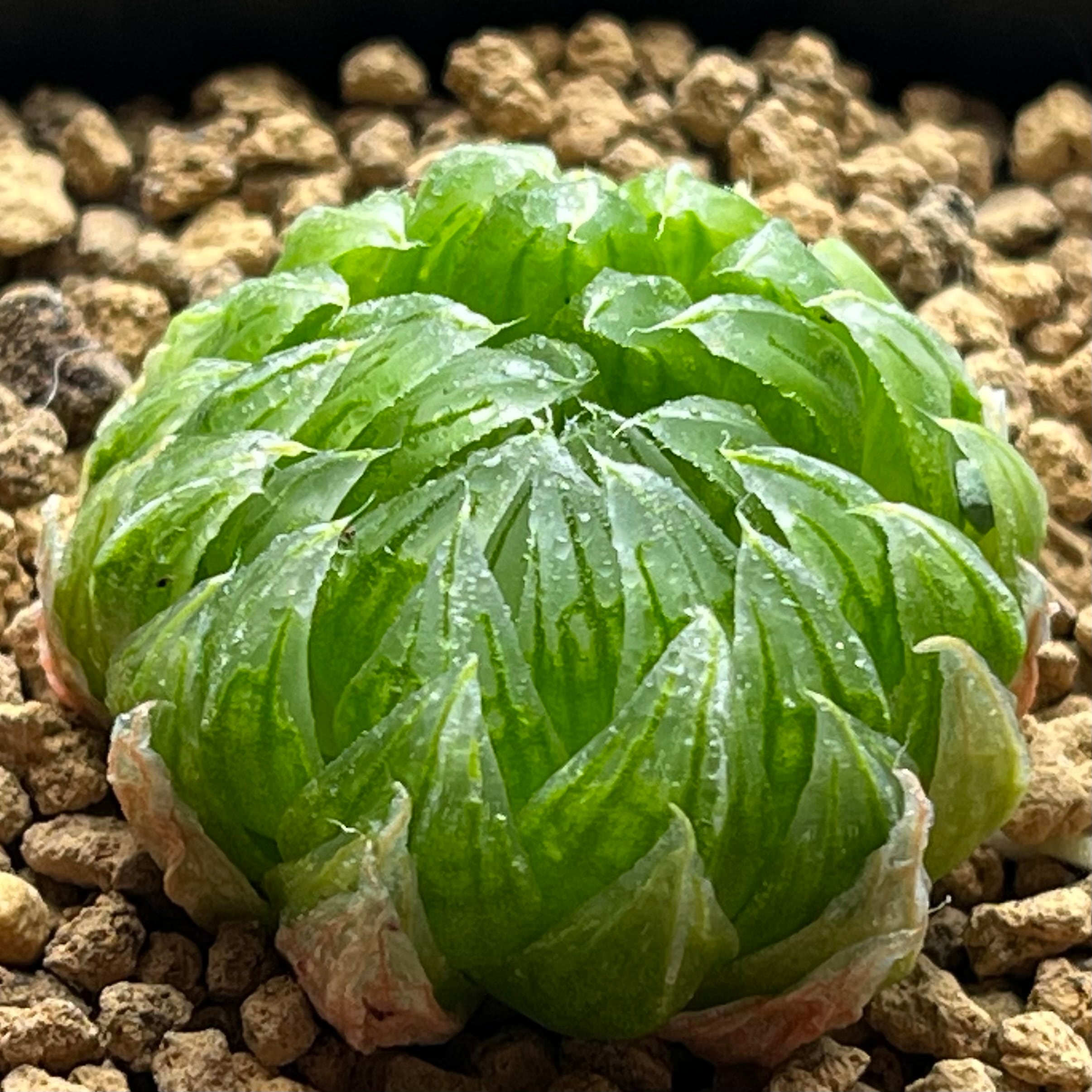 ハオルチア ブルコン般若 | mocono_plants