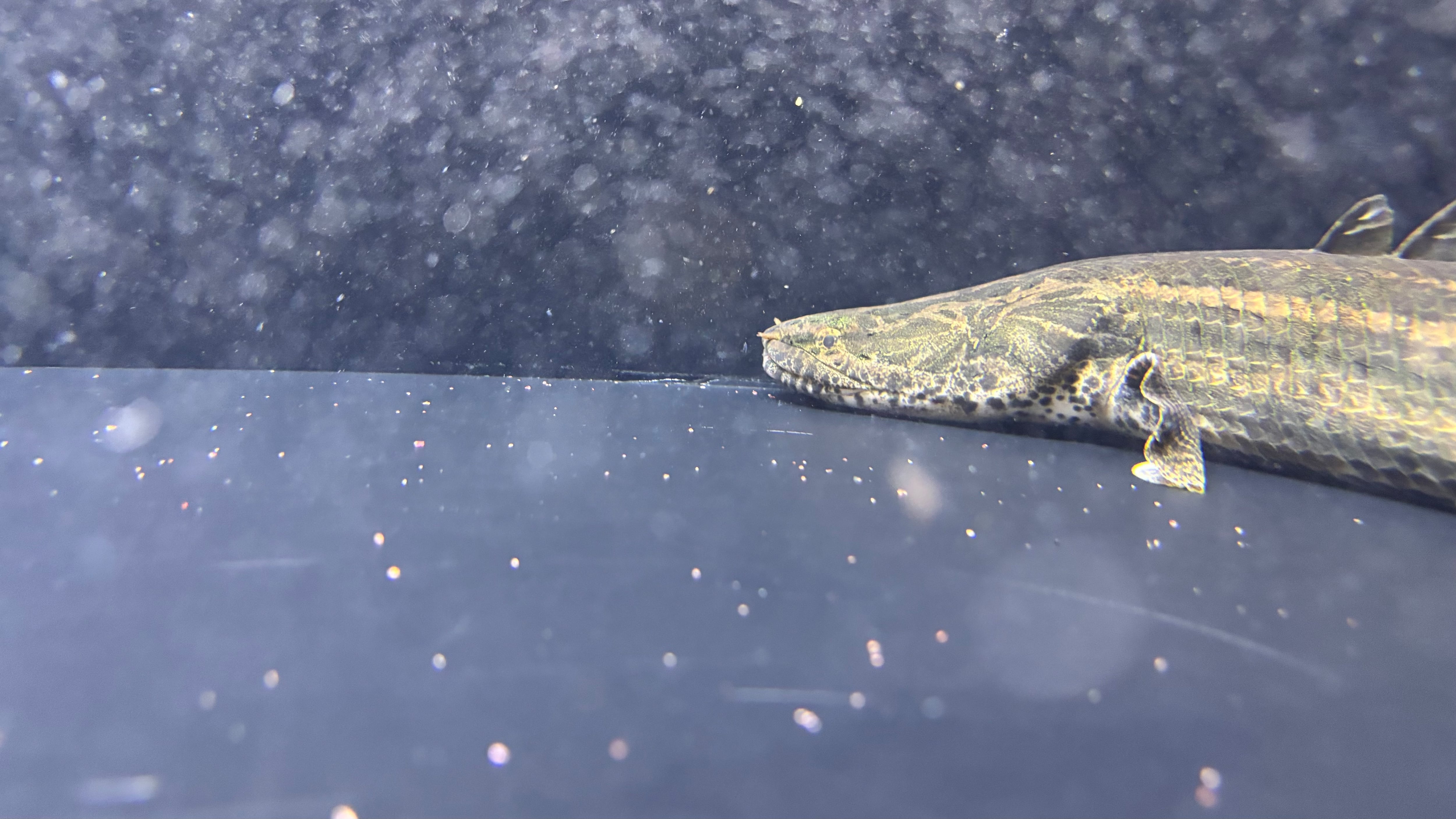 わいるどもんオリジナル 流動式フィルター 80cmサイズ 単品 | アフリカ