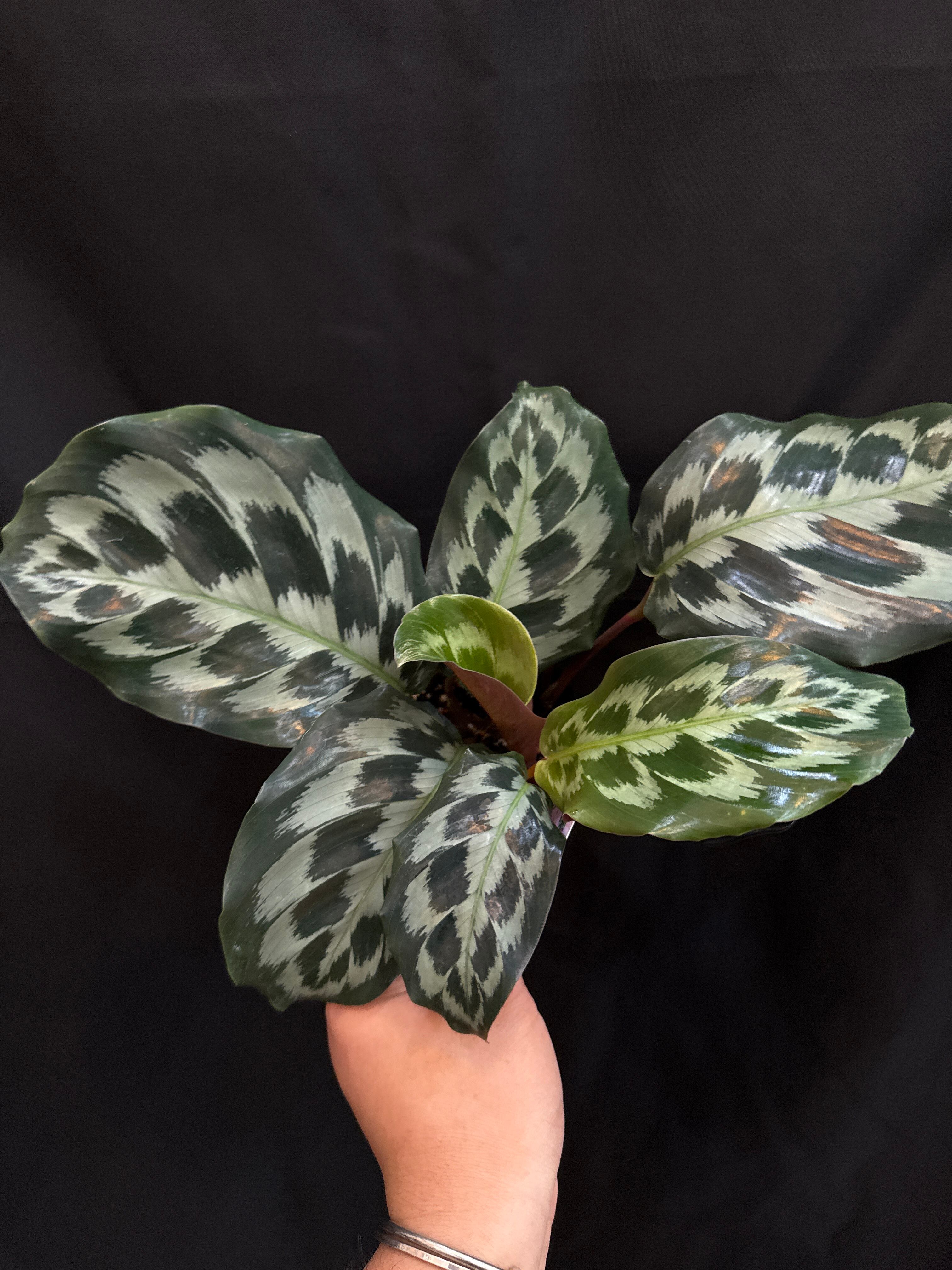 ケンフェリア　ガランガ　バリエガータ　3.5号 ケンフェリア sp. トリカラー バリエガータ | Gardenえん 【観葉熱帯植物】