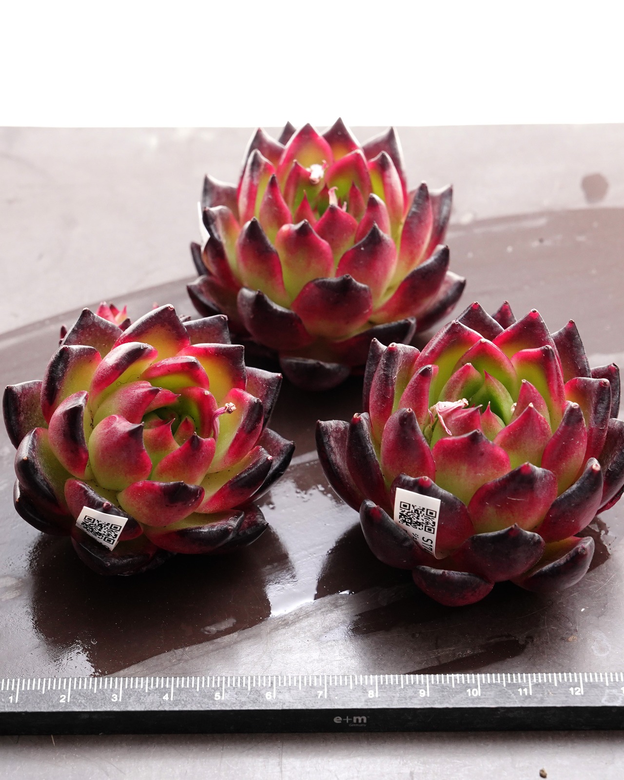 【スーパーガチャ】 カブリゼロシステムβ スタンダード10種セット ※タグ無し