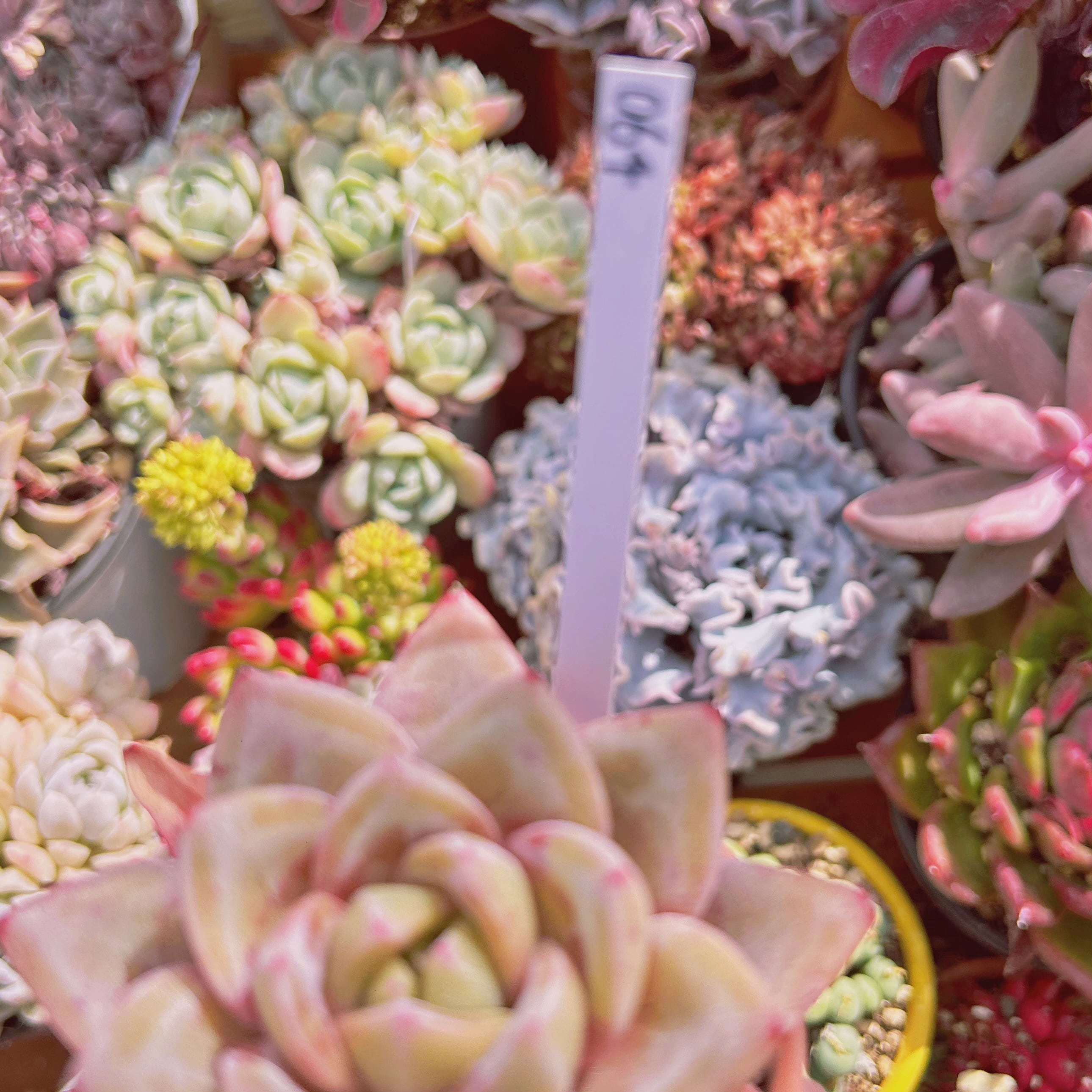 064現物 多肉植物 Echeveria ドイツシャンペーン | るる農園~多肉植物専門