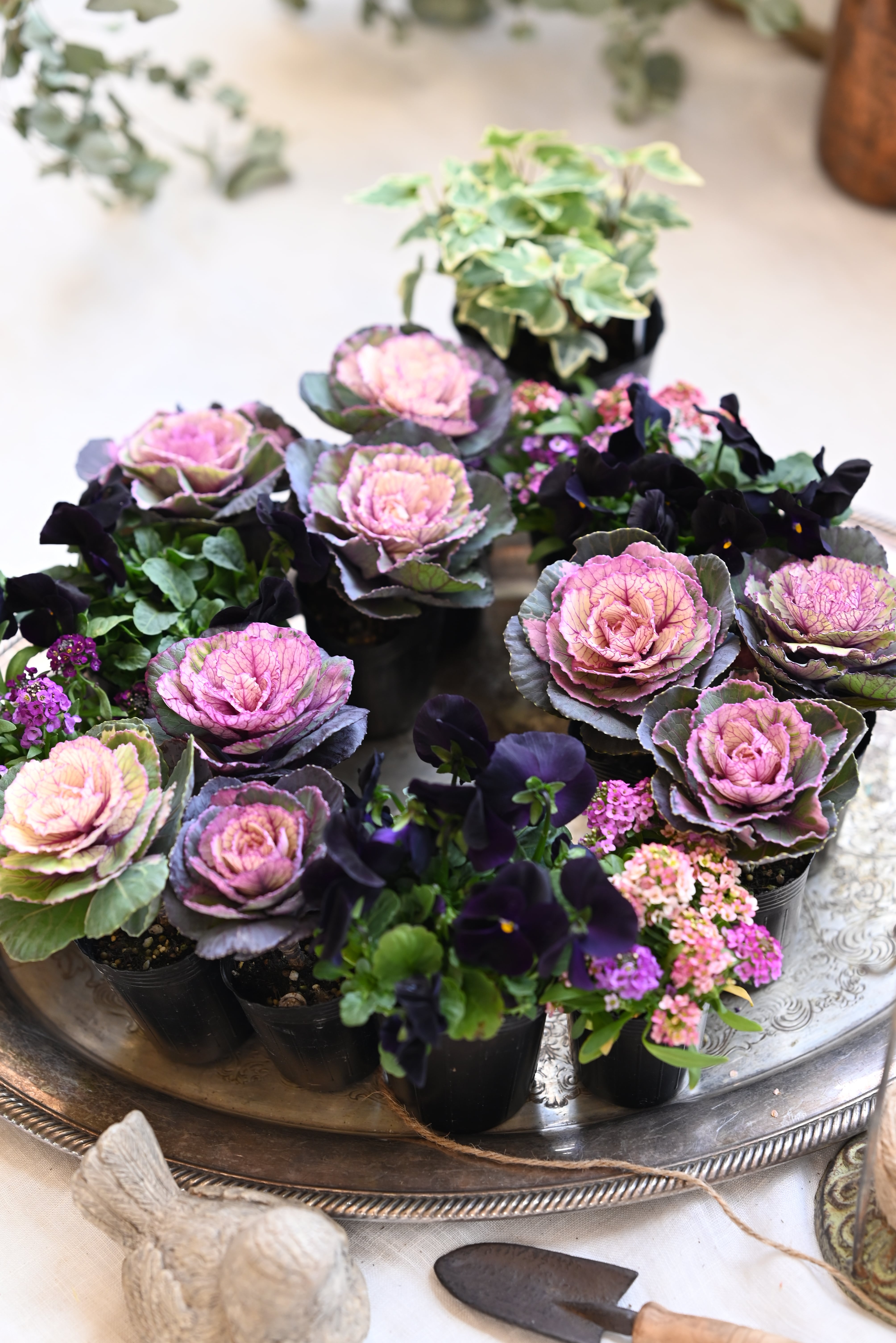 【セレクト花苗セット】ハボタン(スノールージュ)リース用花苗セット