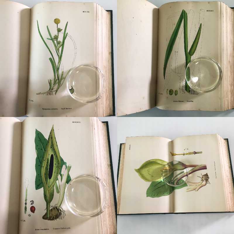 植物図鑑 植物画 Sowerby English Botany イギリス 英国 植物図鑑 Vol 9 1869年 銅版画手彩色 カラープレート160枚 ボタニカルアート 博物画 小さなワクワク べるりんのーと