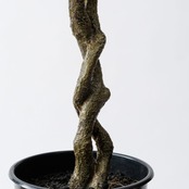 ファイカスツリーポット ミニ90㎝［人工観葉植物・フェイクグリーンT］