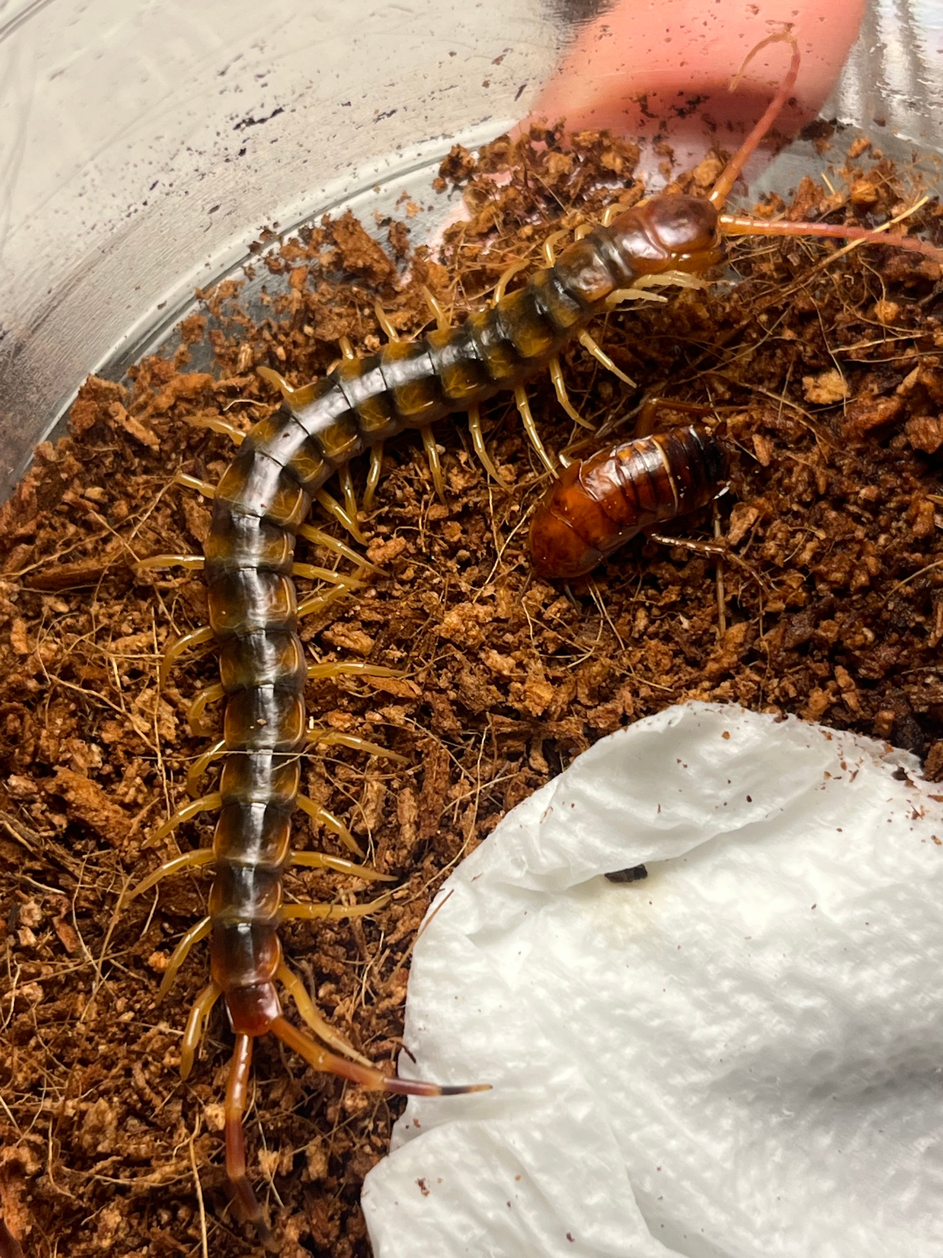 ファルコンゴールドセンチピード Scolopendra gigantea gold全長8cm程
