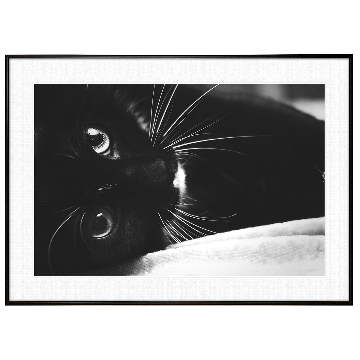 動物写真 見つめる黒猫 インテリア モノクロアートポスター額装 AS2983