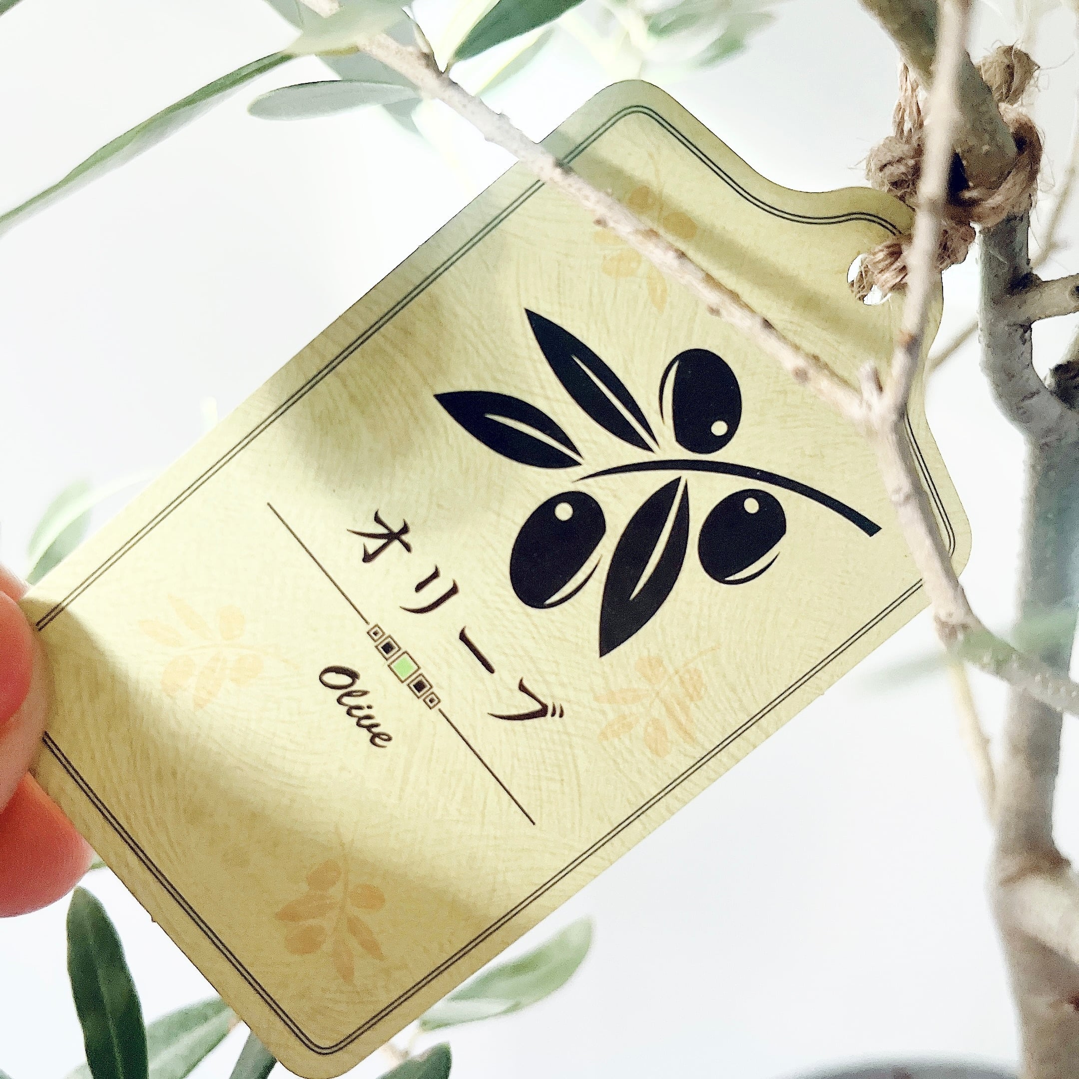 特A品】オリーブ チプレッシーノ Lサイズ 観葉植物 calm cafe | calm